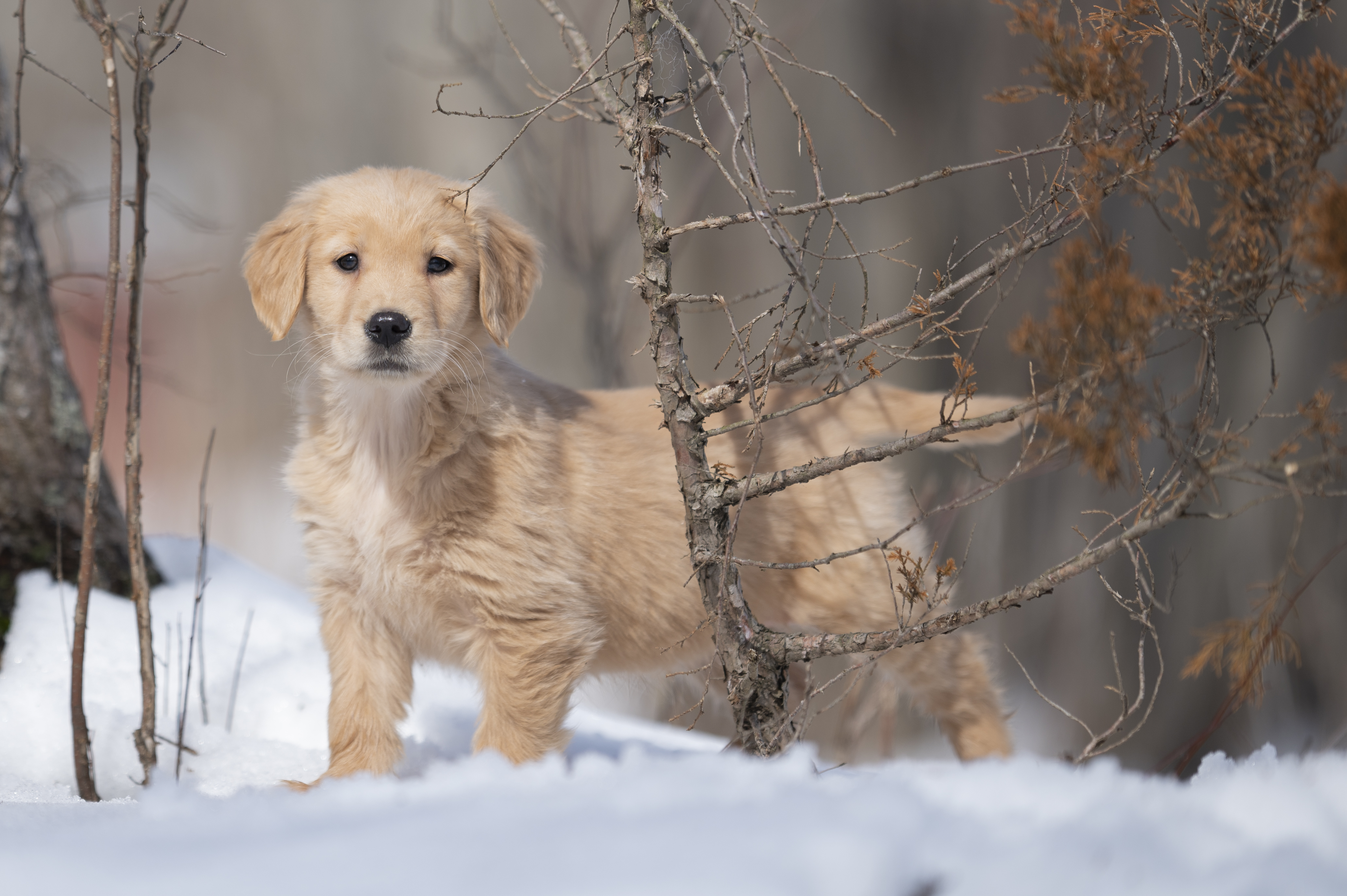 Puppies — CaroliVioletPups561