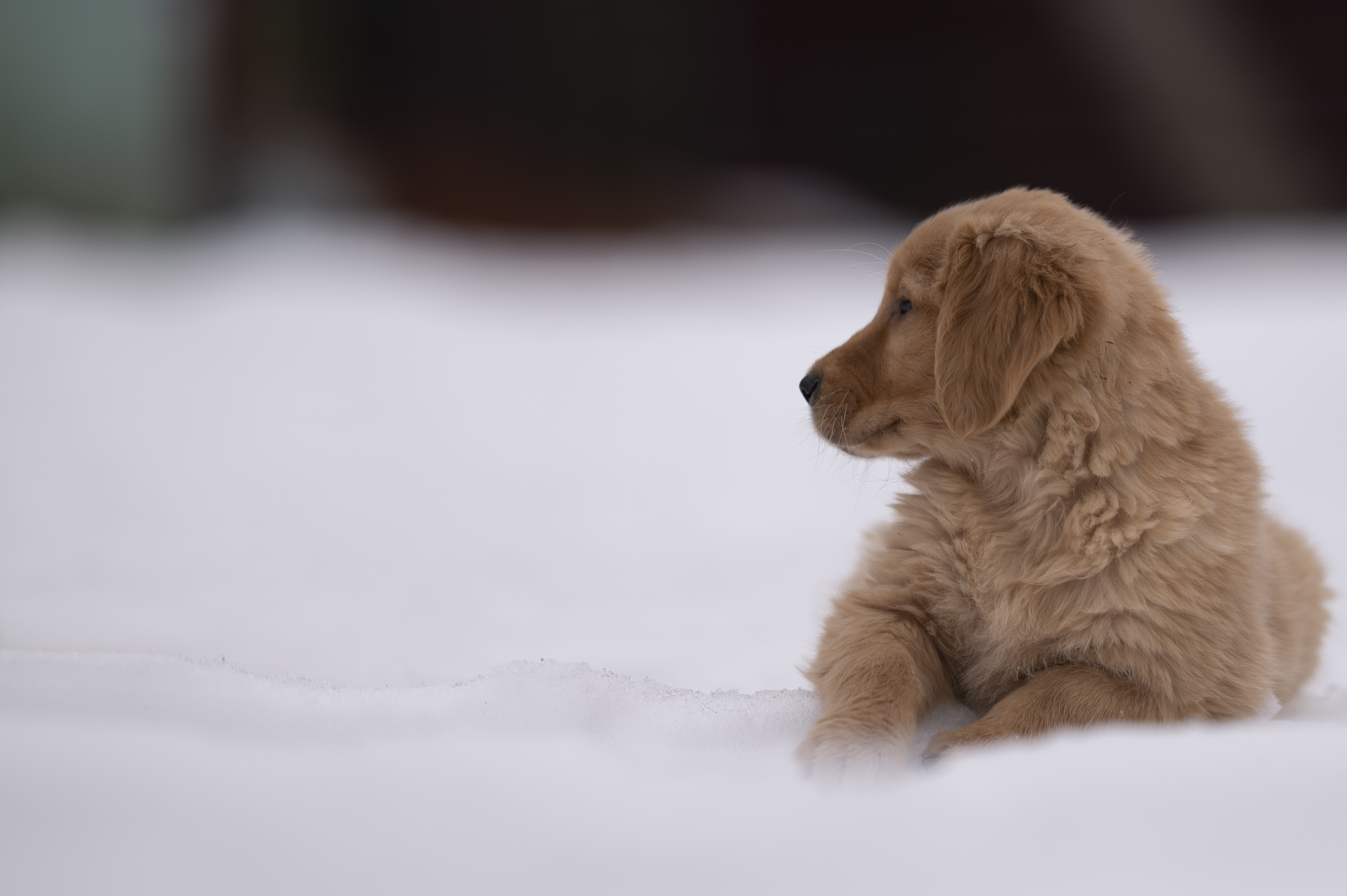 Puppies — VioRedM117