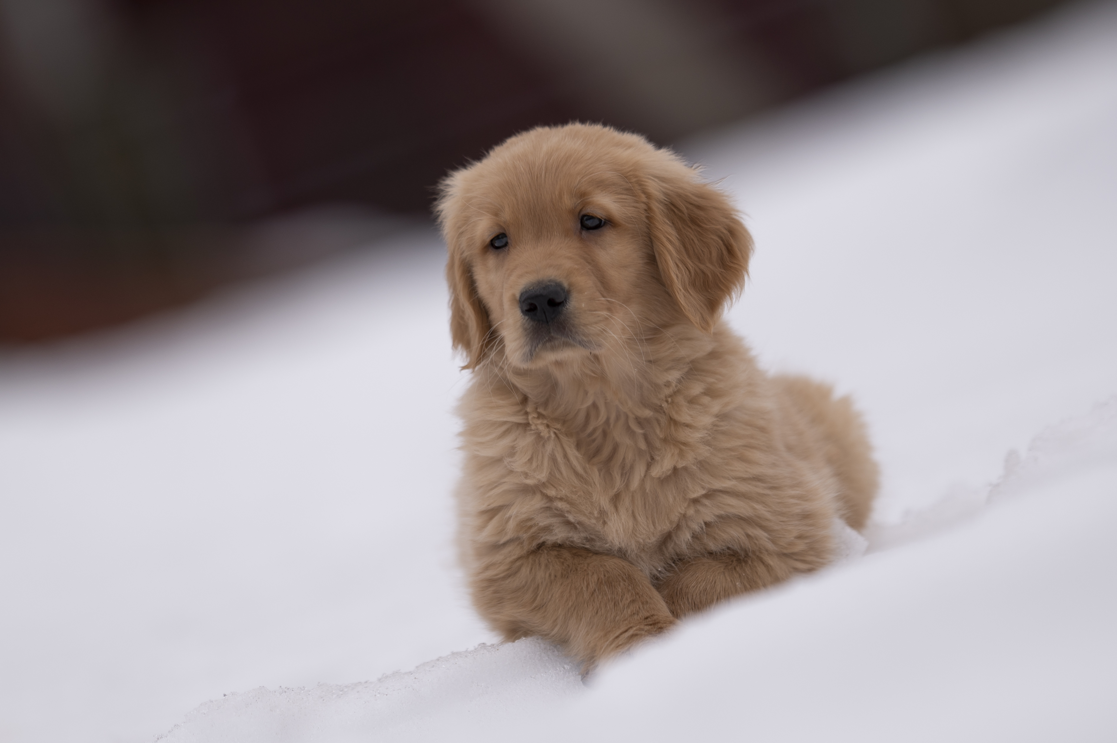 Puppies — VioRedM129