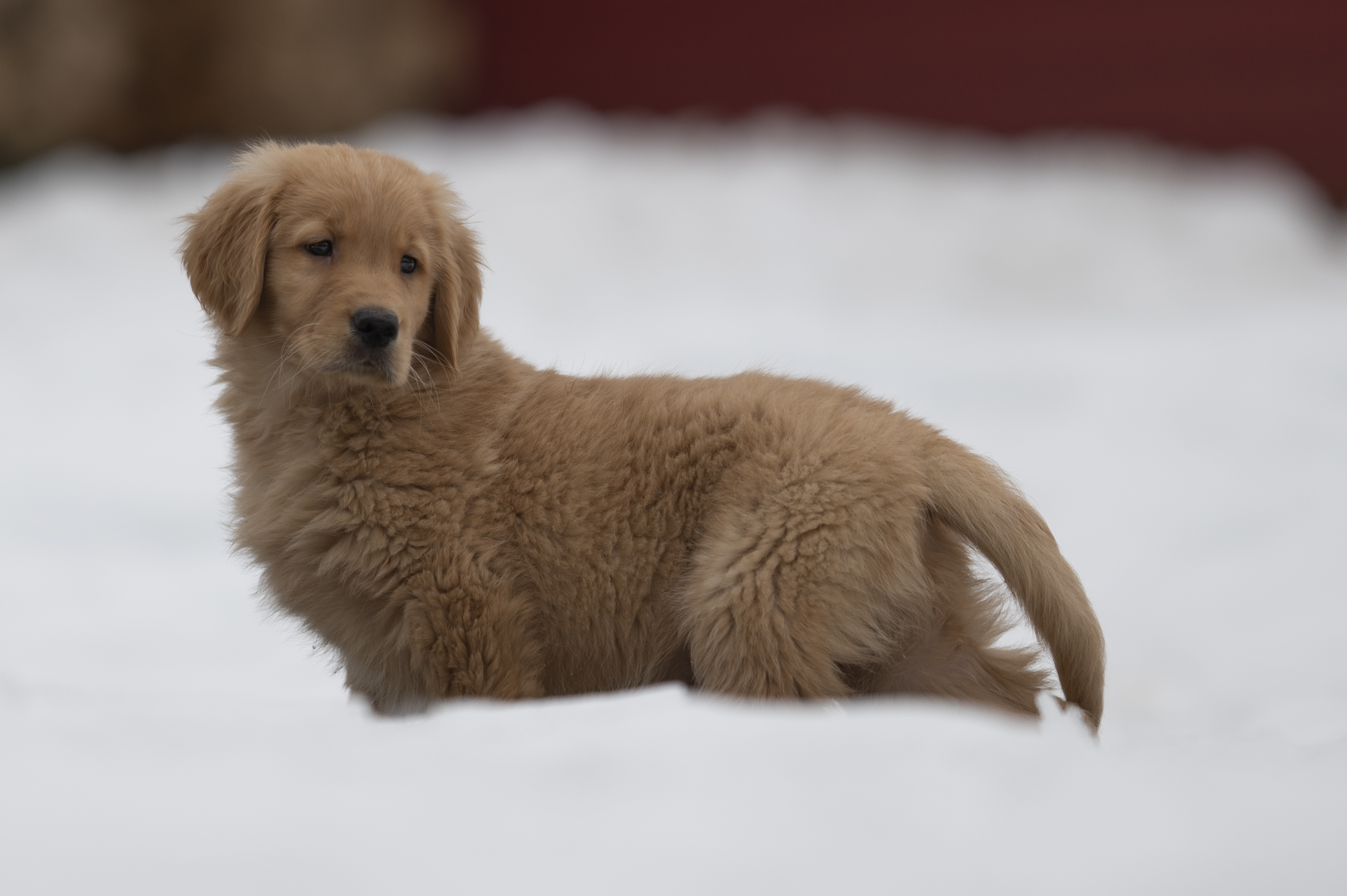 Red Golden Retriever puppy resting
