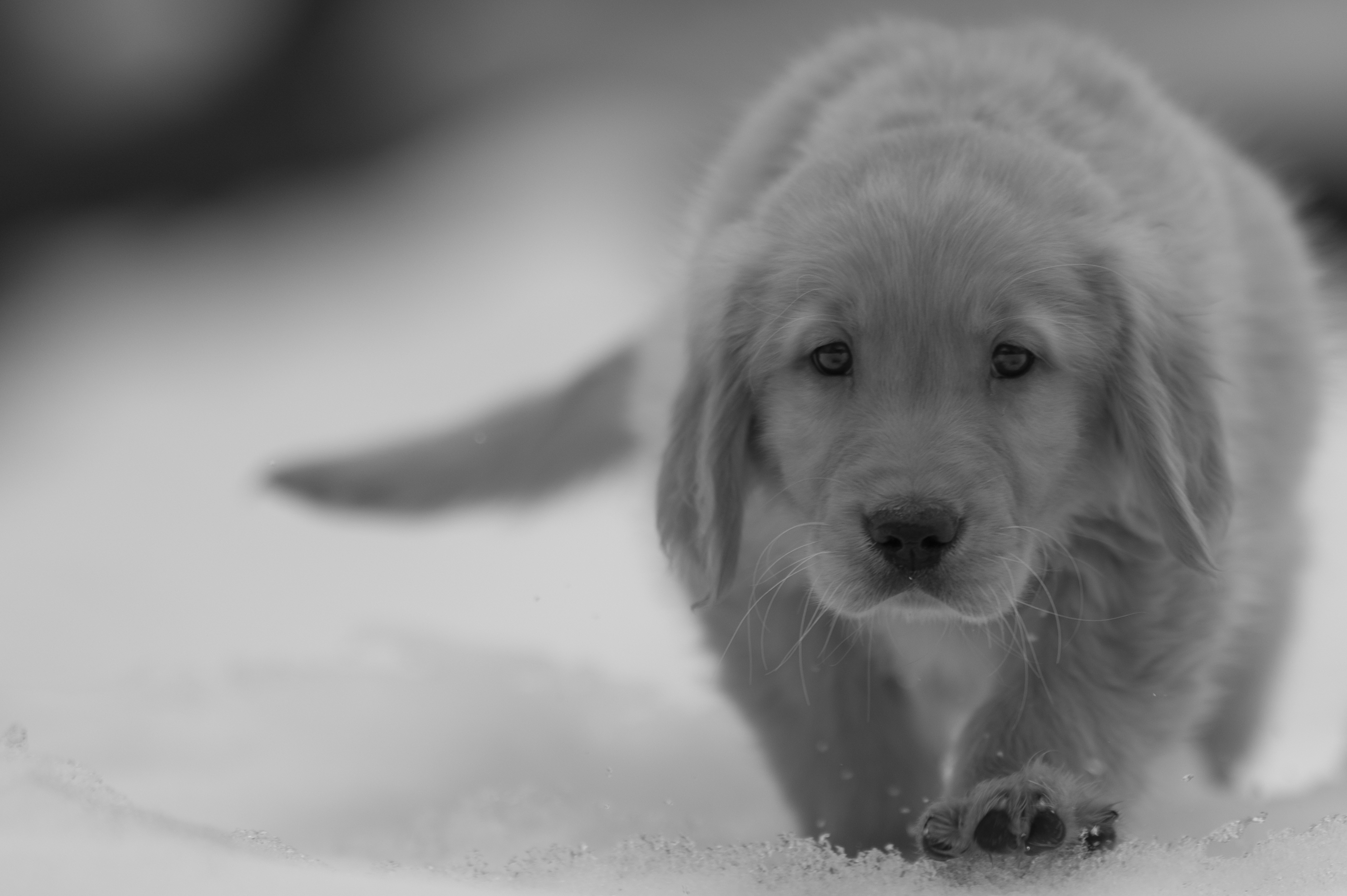 Puppies — VioRedM294