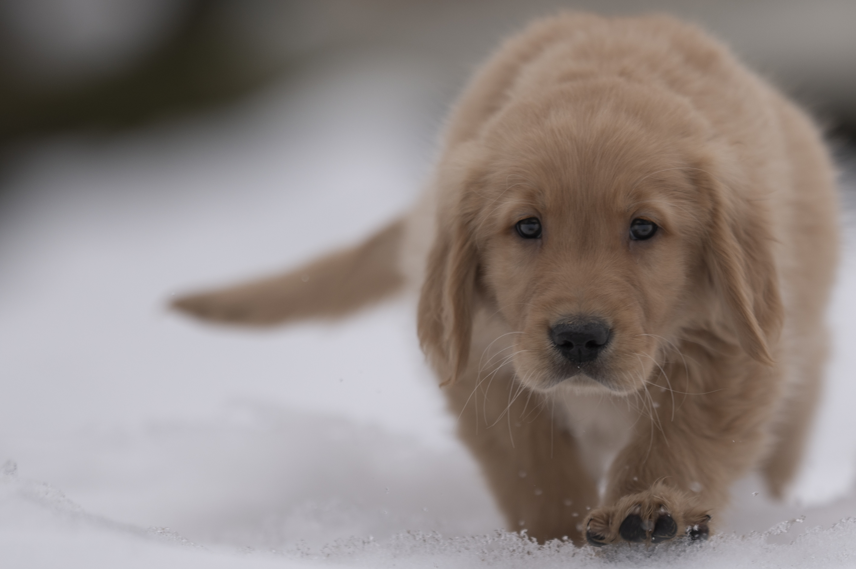 Puppies — VioRedM294 1