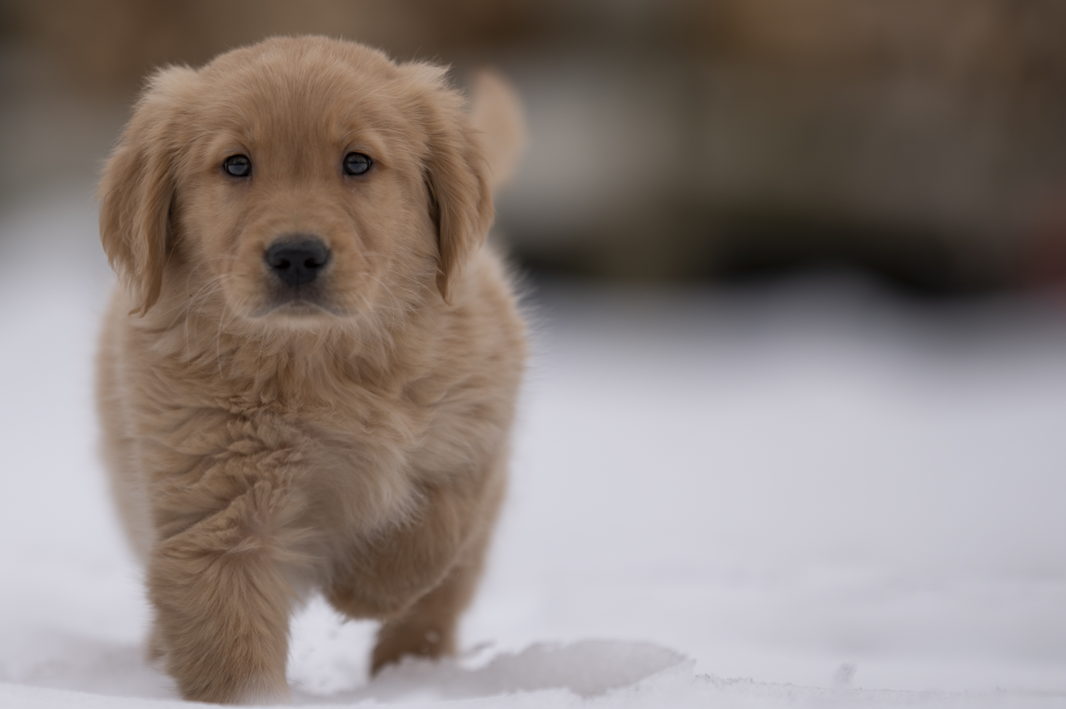 Puppies — VioRedM298