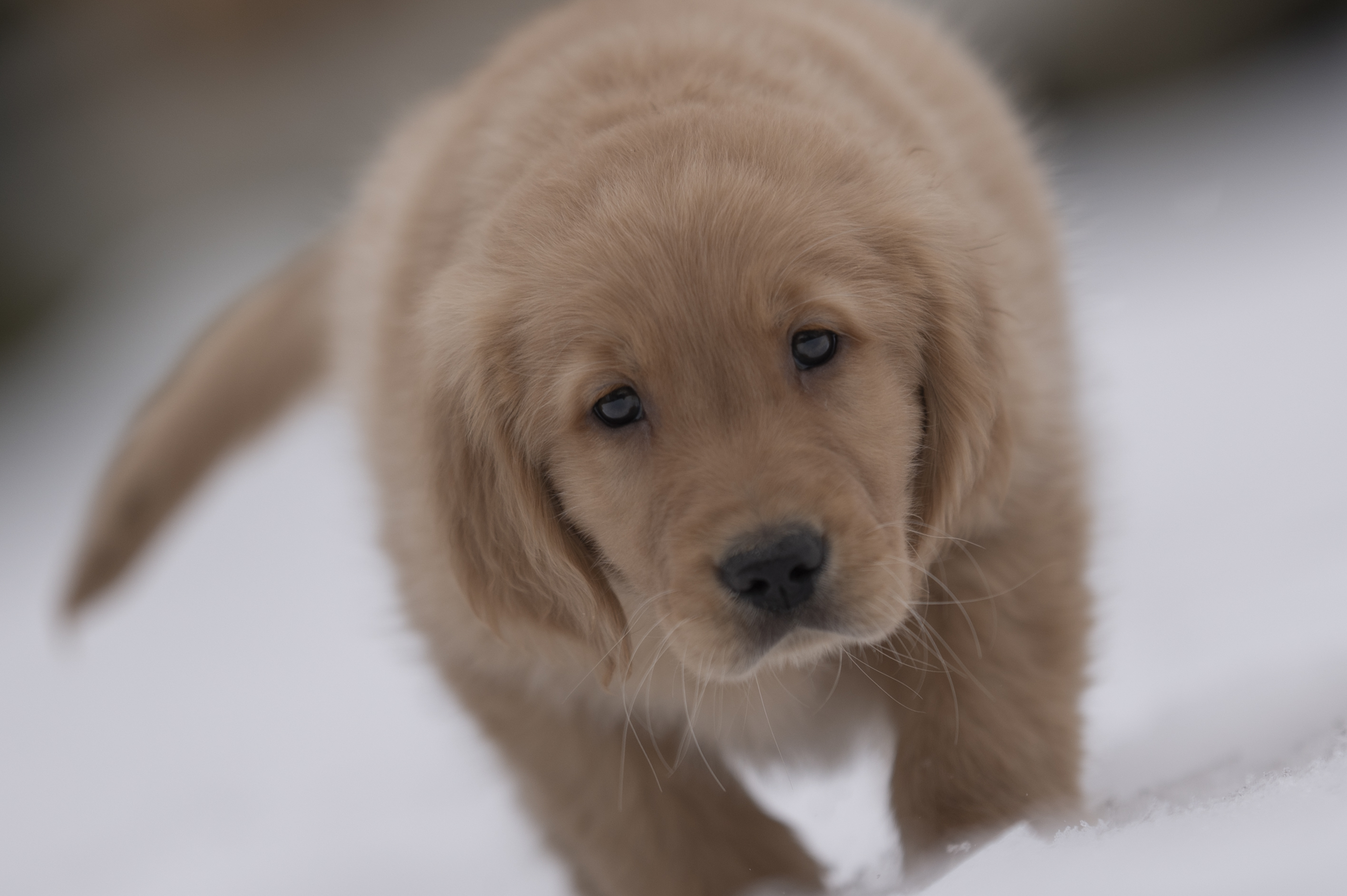 Puppies — VioRedM301