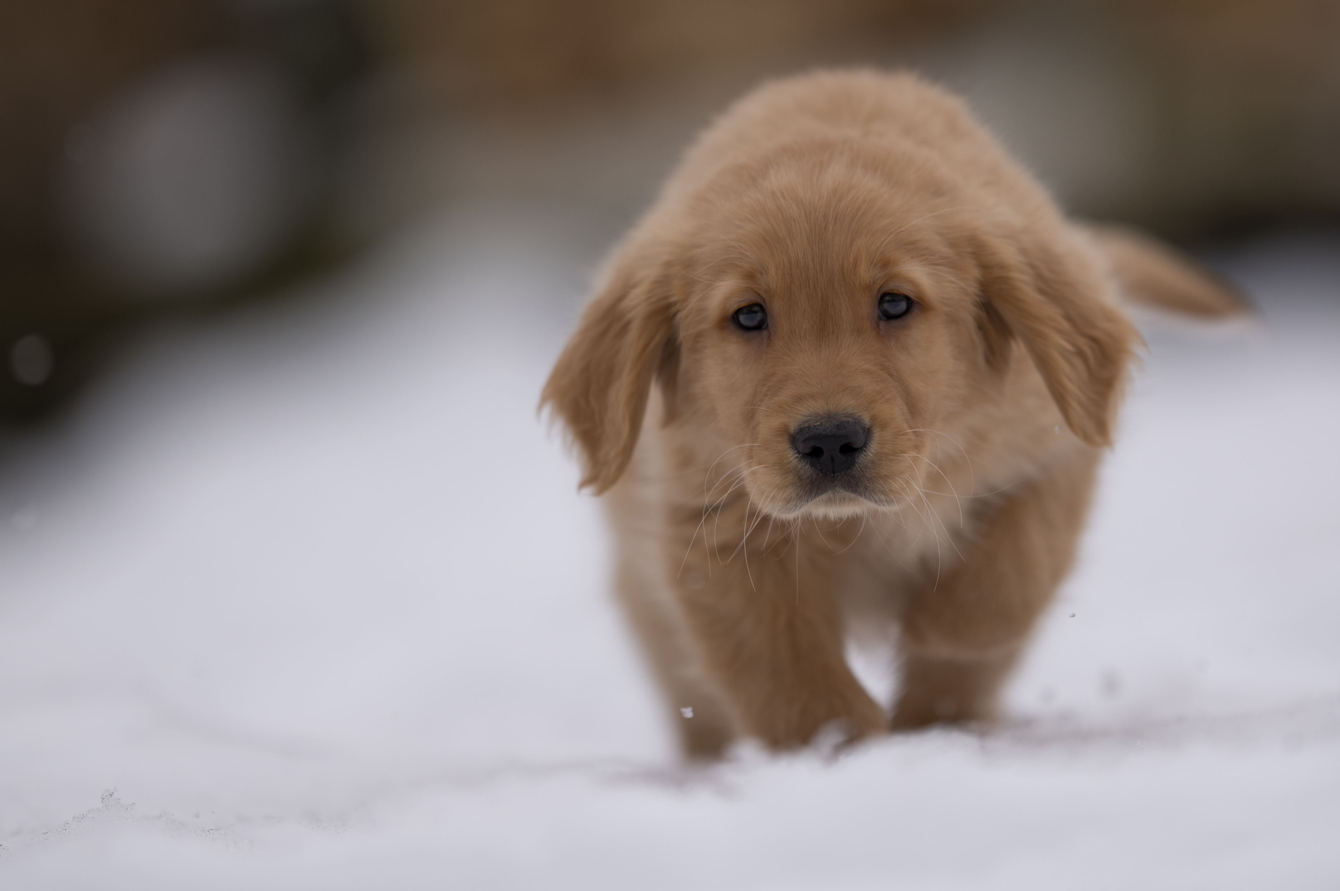 Puppies — VioRedM304