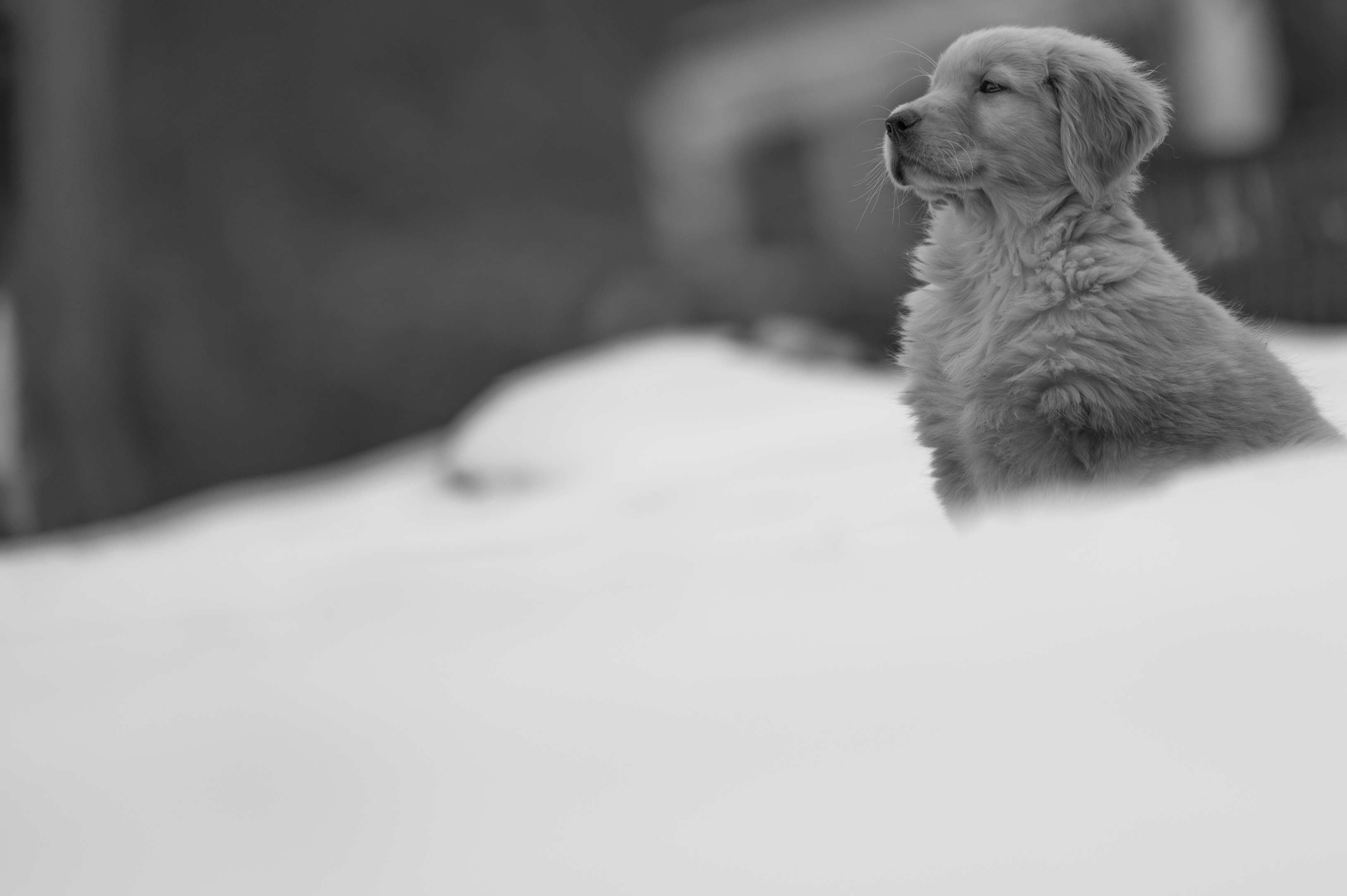 Puppies — VioRedM453