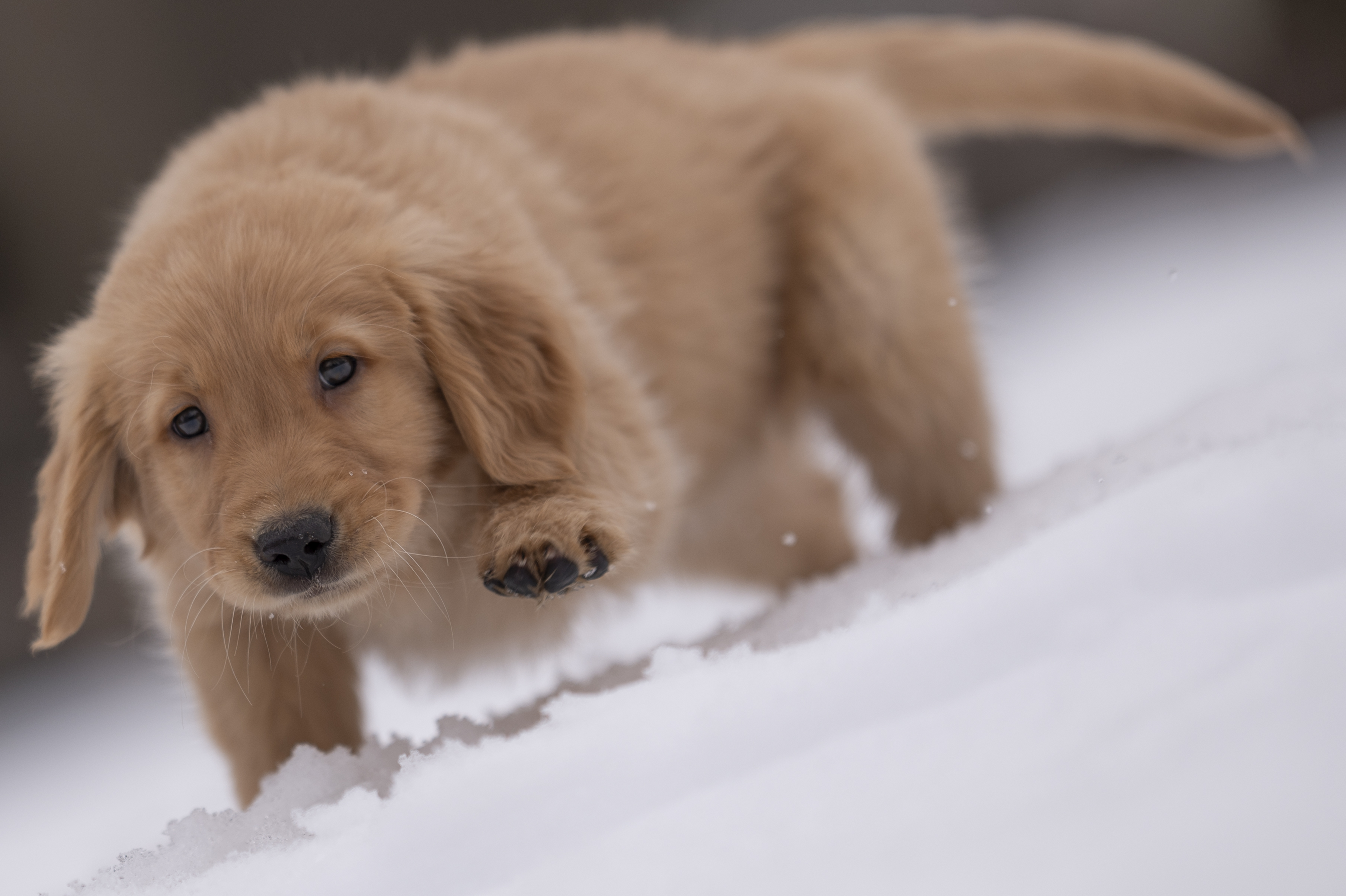 Puppies — VioRedM526