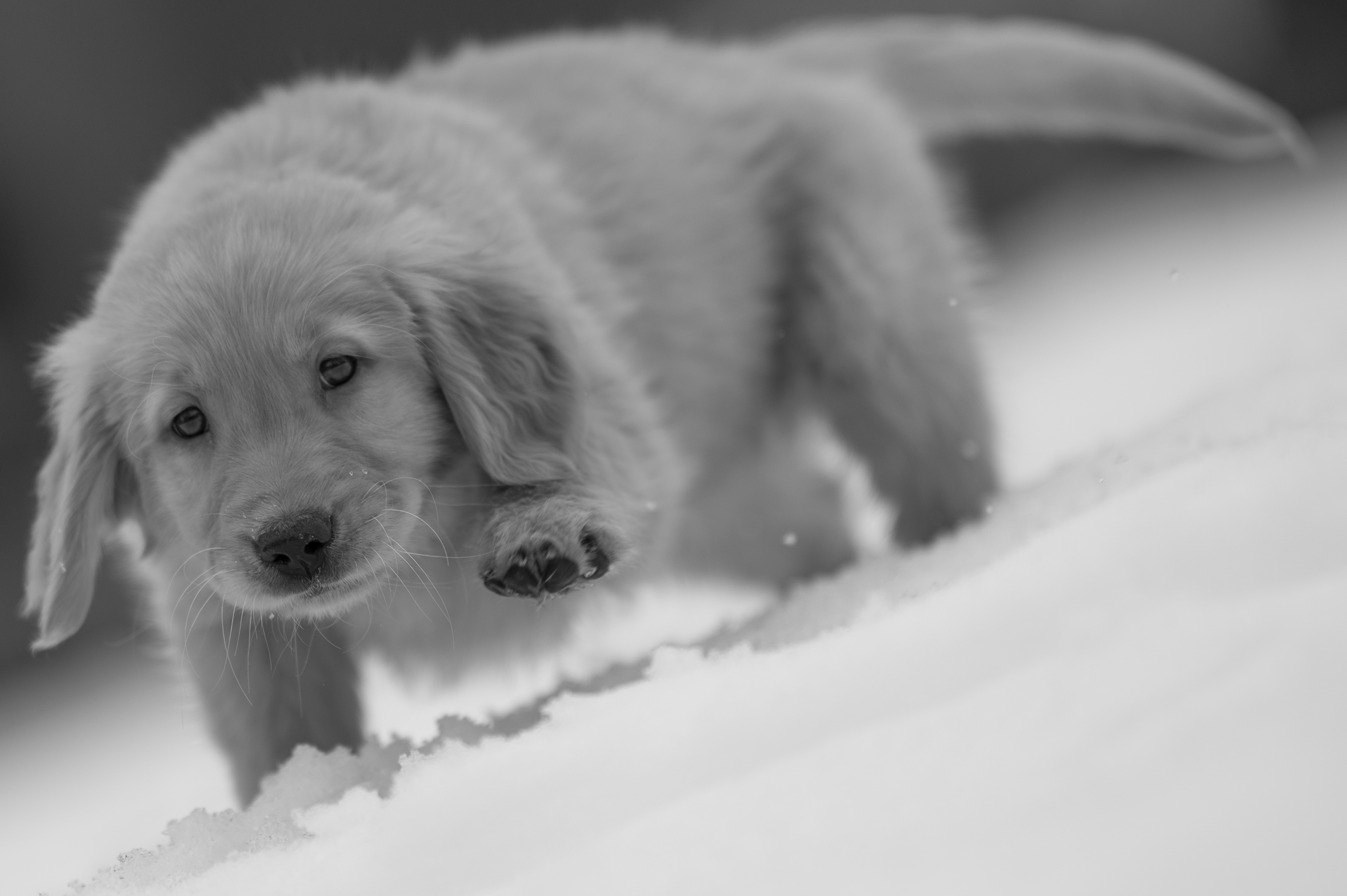 Puppies — VioRedM526 1