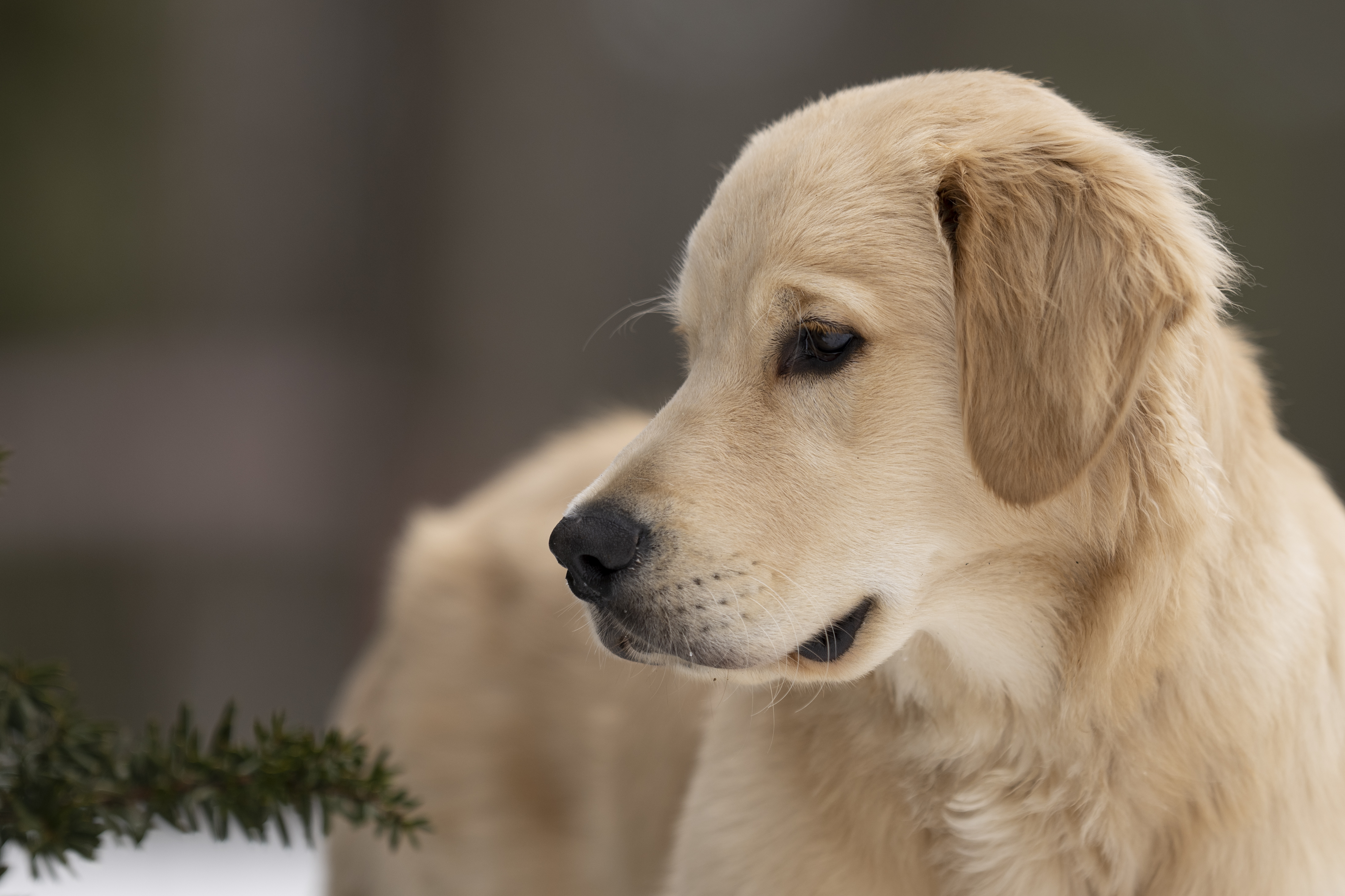 Puppies — DanYellow319