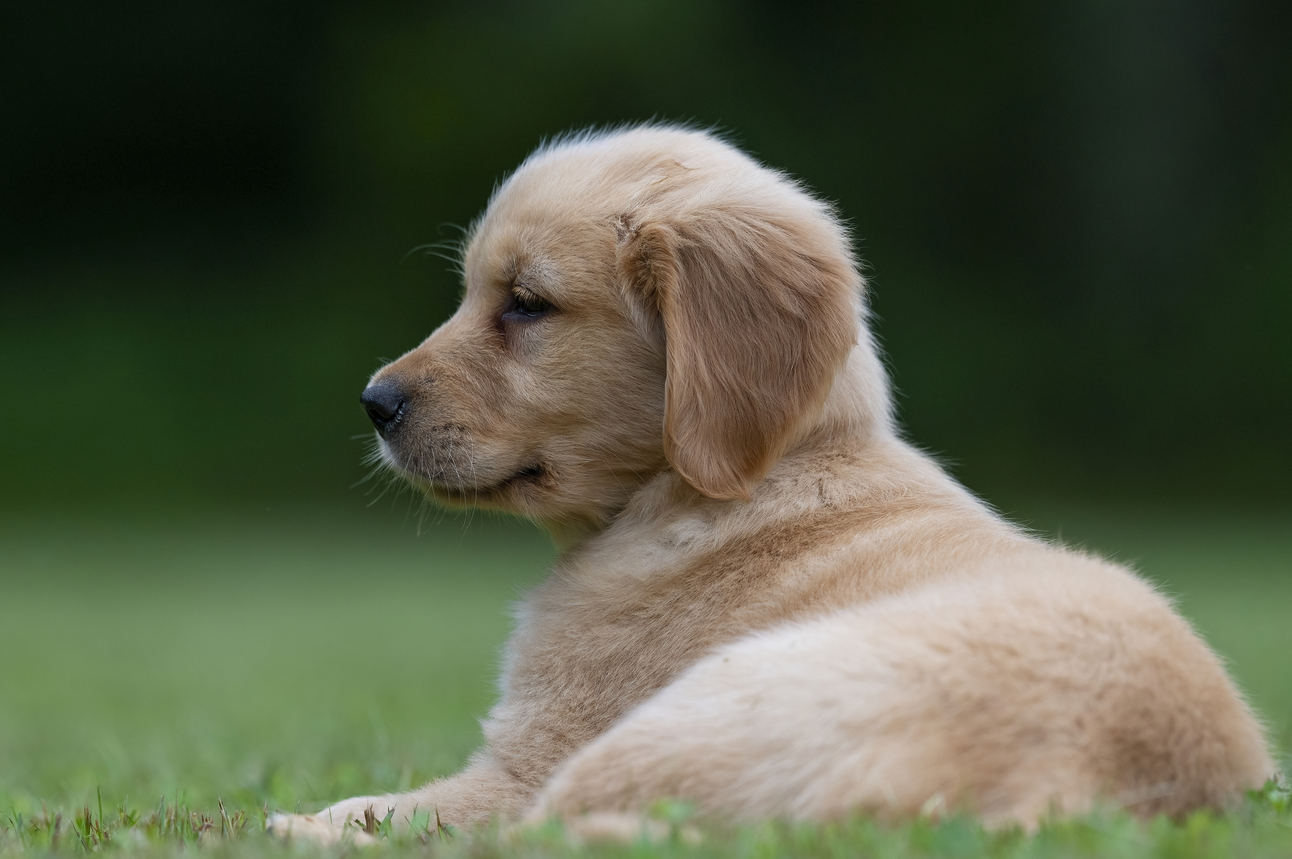 Red Golden Retriever puppies