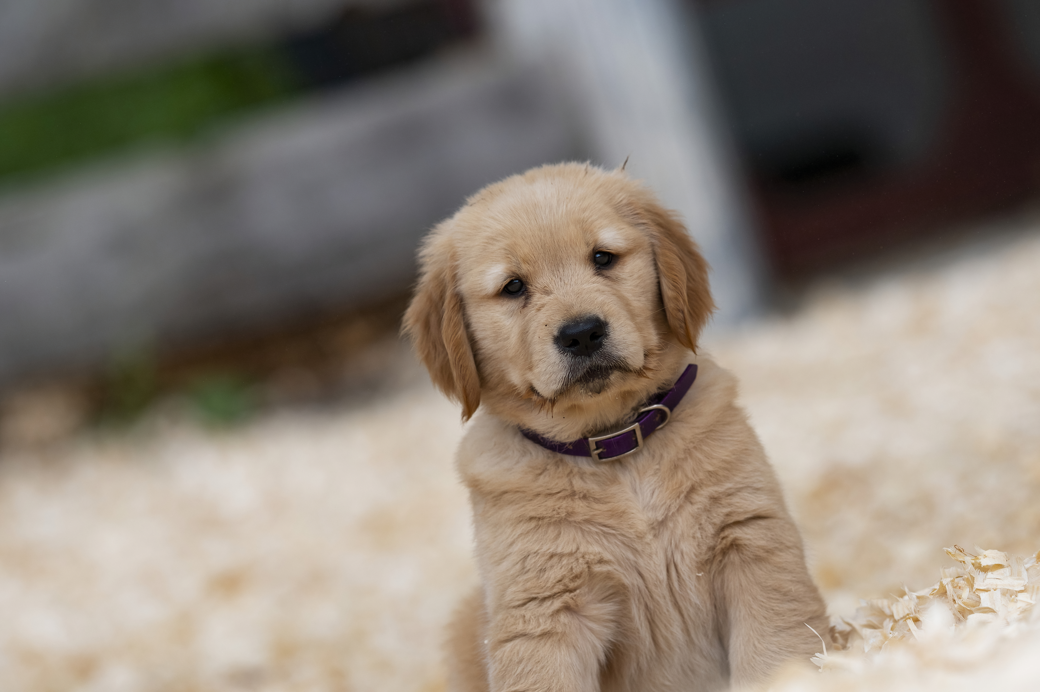 Puppies — Reds3333