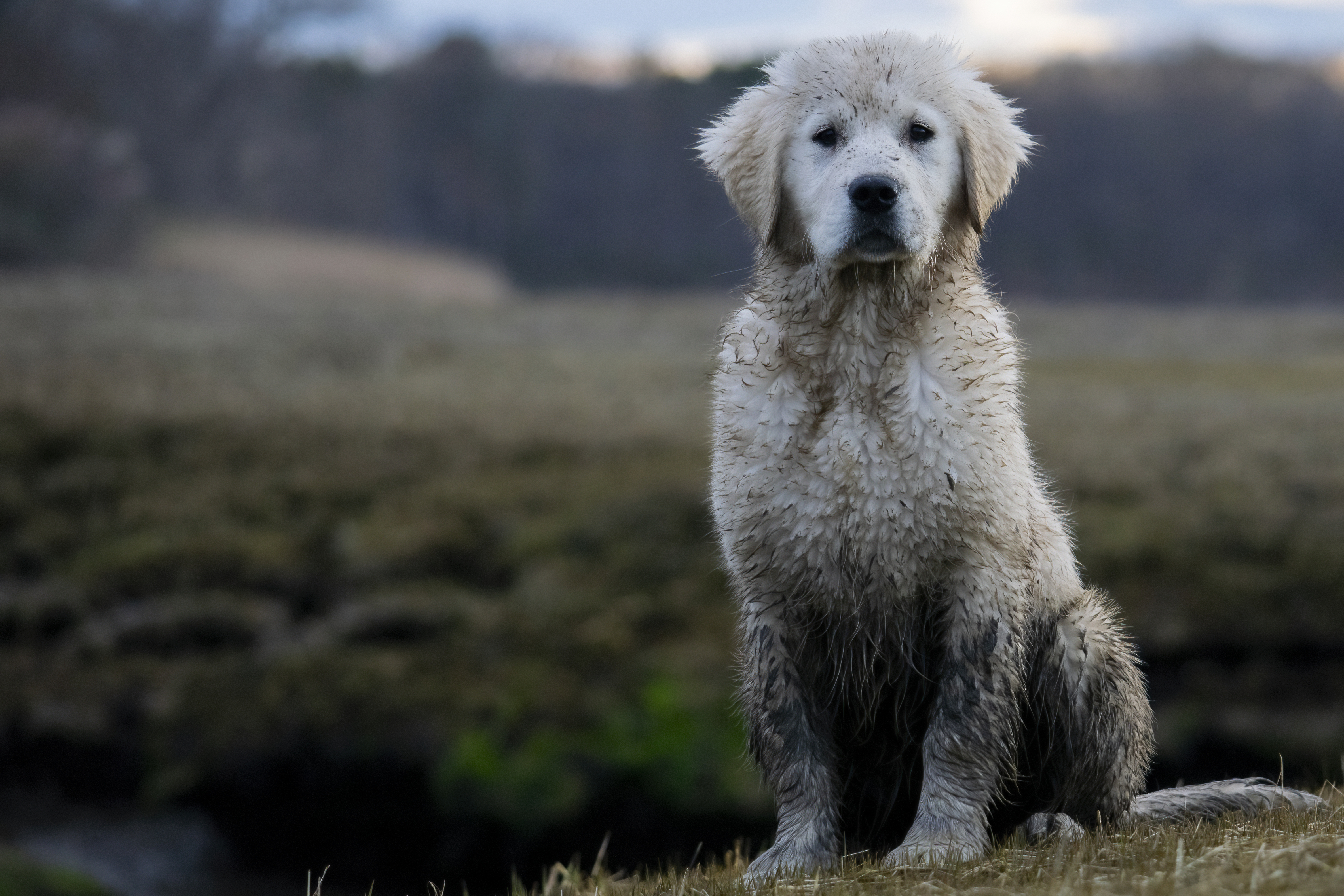 Puppies — NewHouse 0620 f