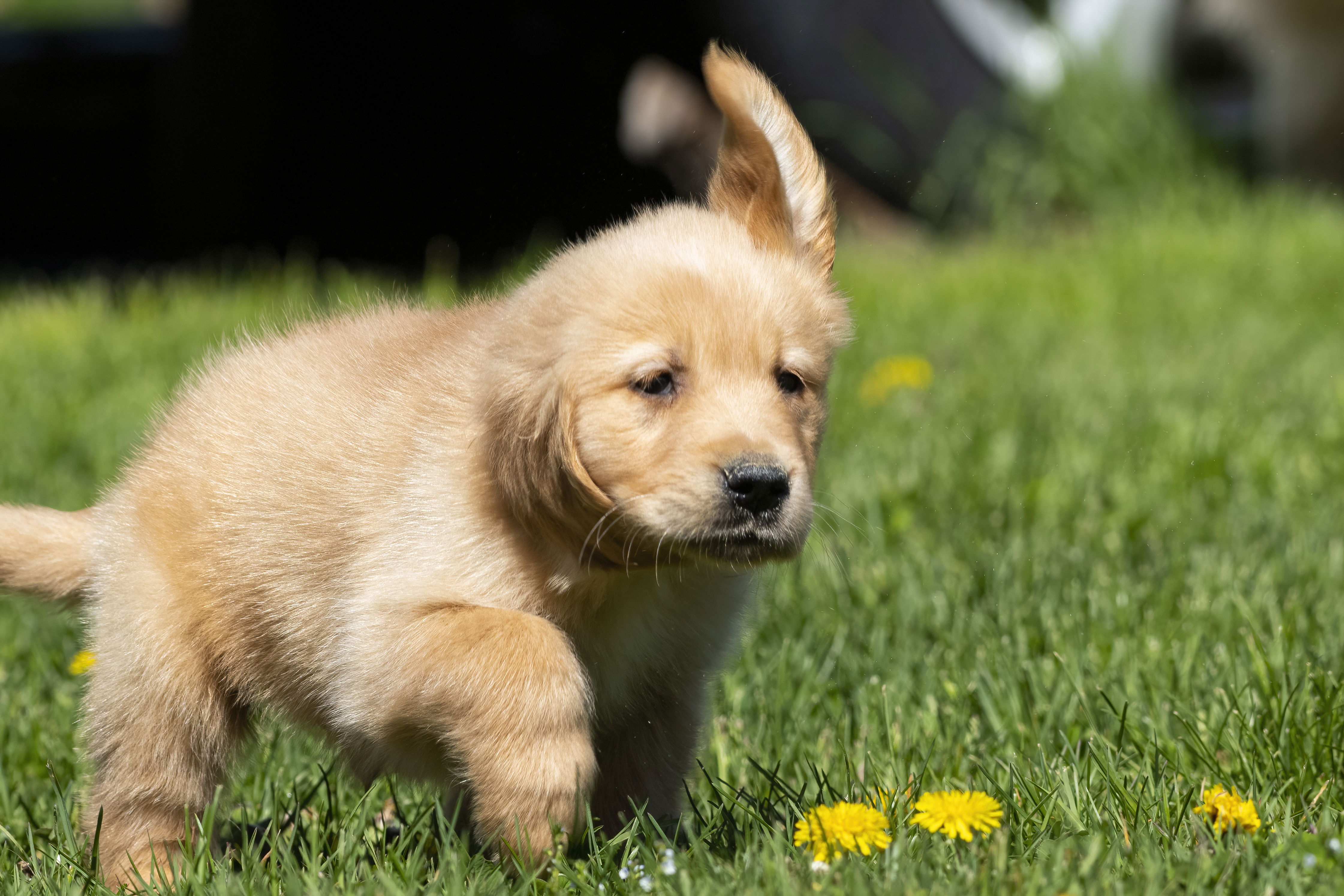 Golden Retriever puppies in home environment