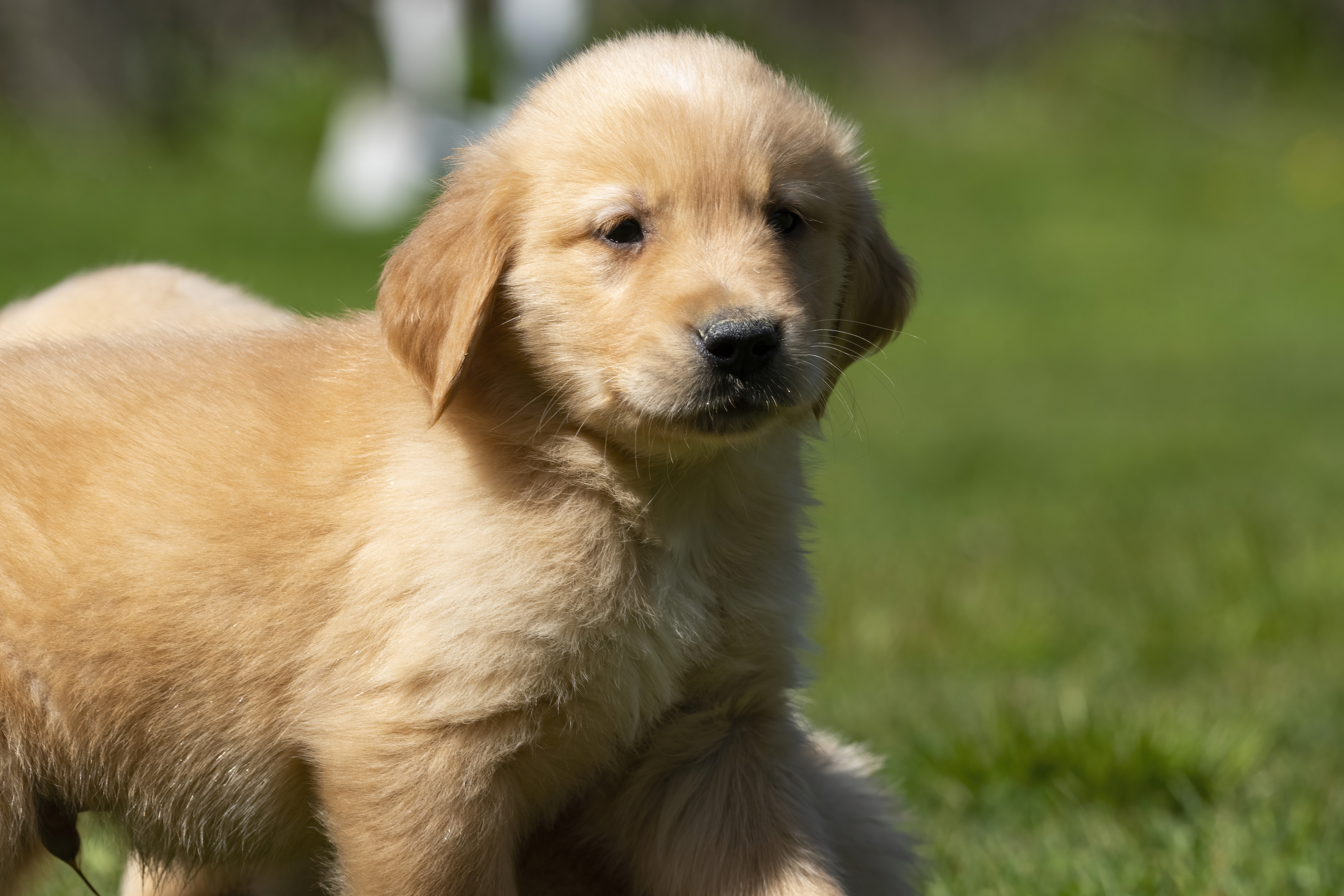 Puppies — SamPenny02