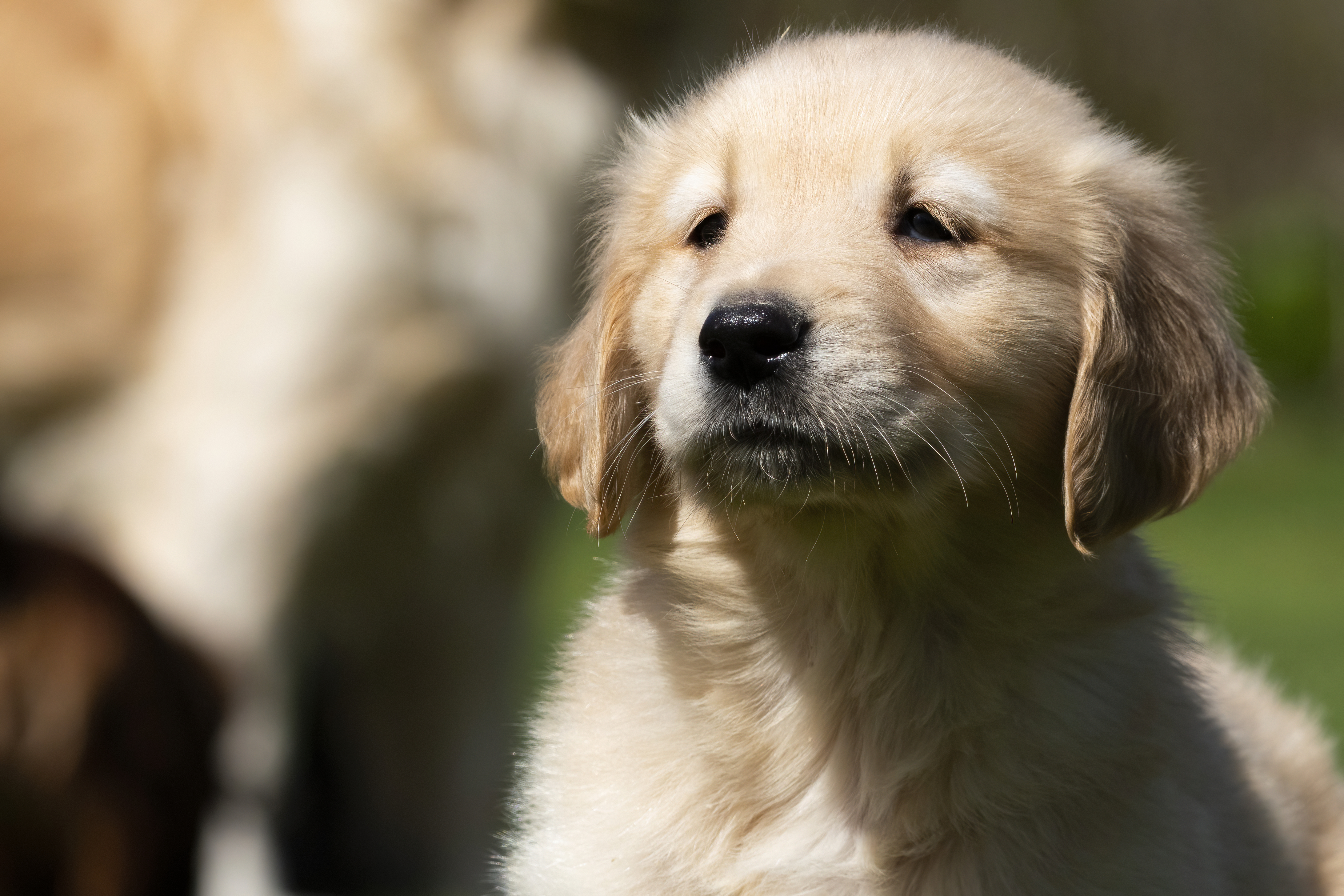 Puppies — SamPenny03