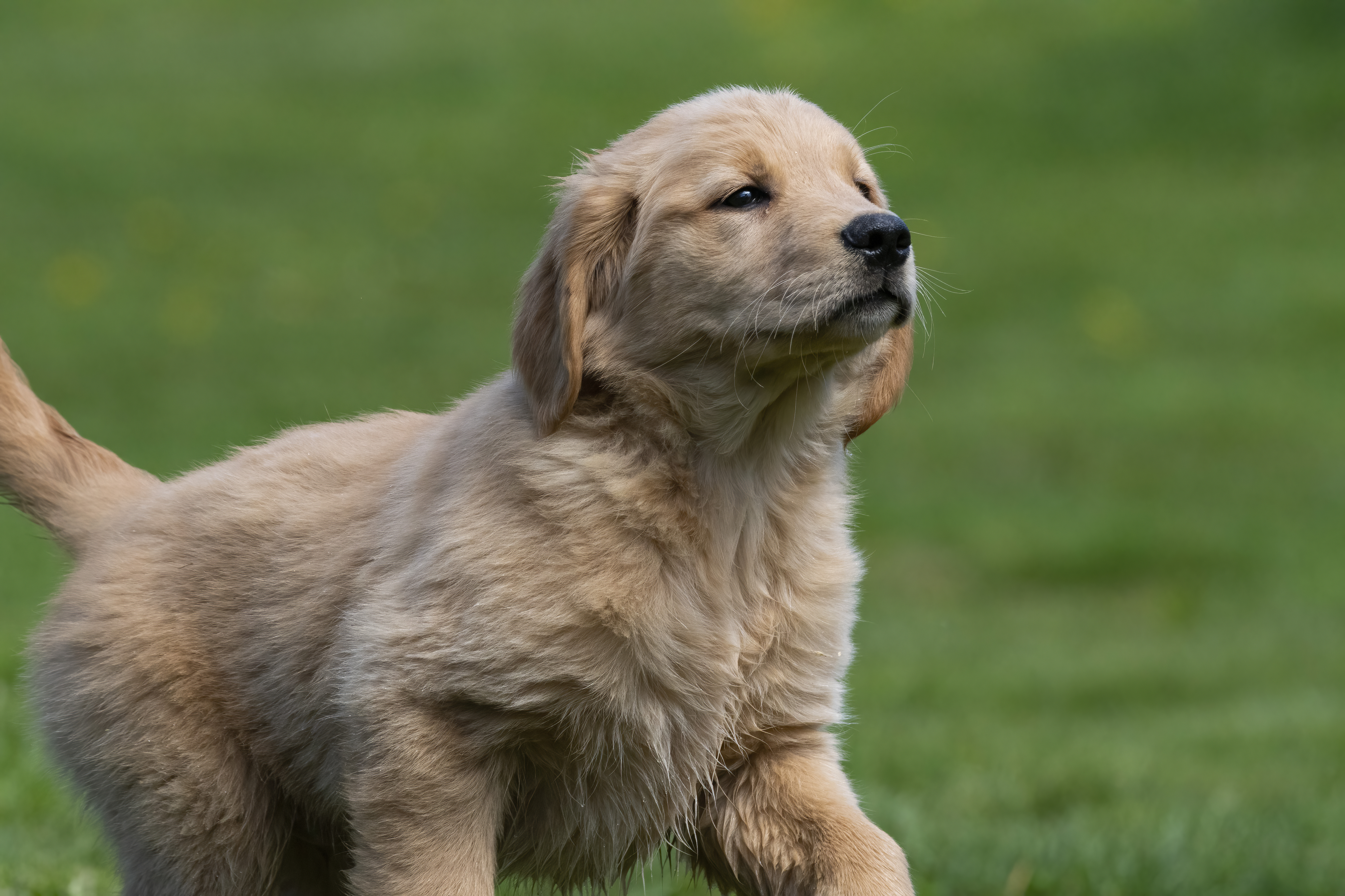 Puppies — SamPenny04