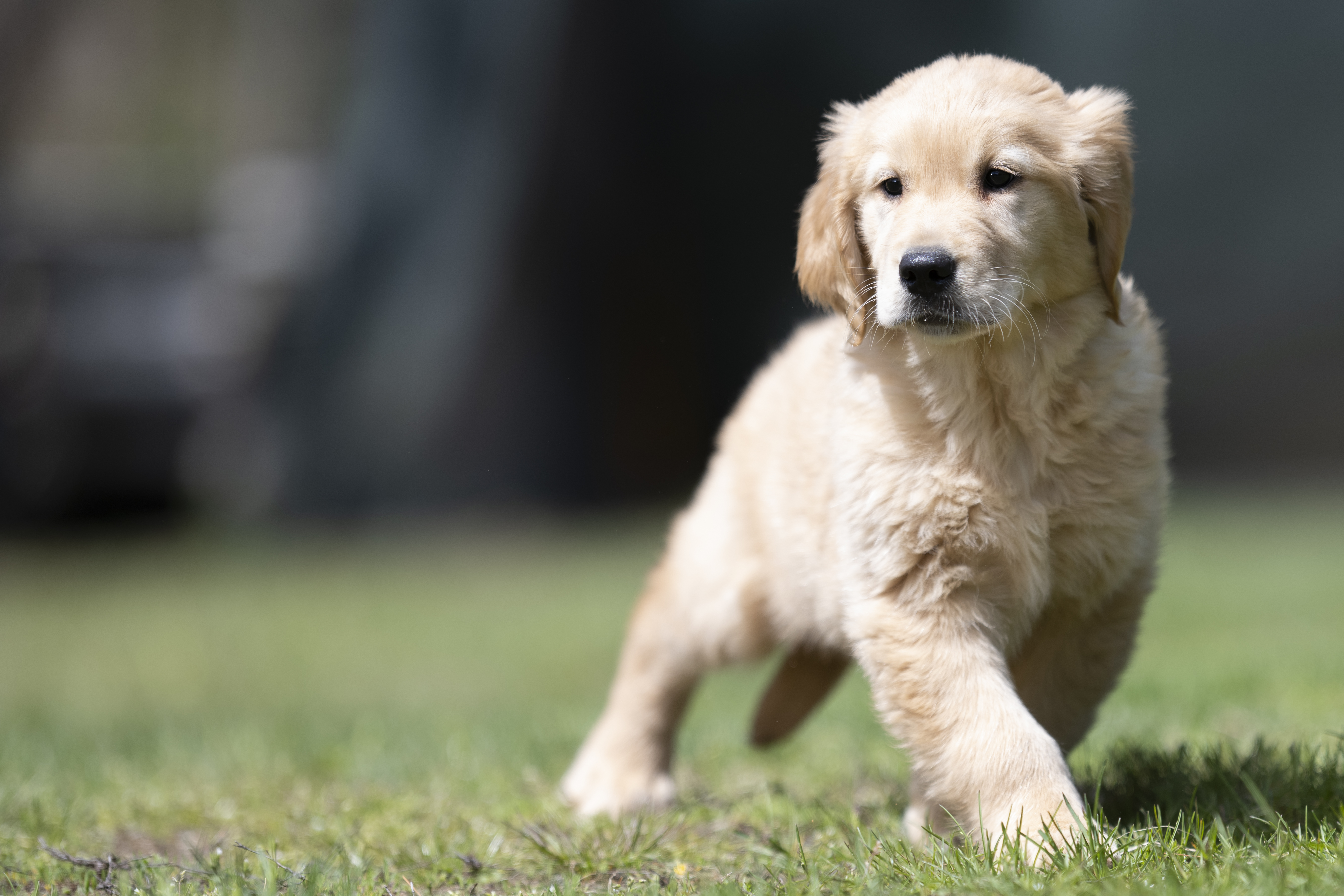 Puppies — WhiteRed Pups006