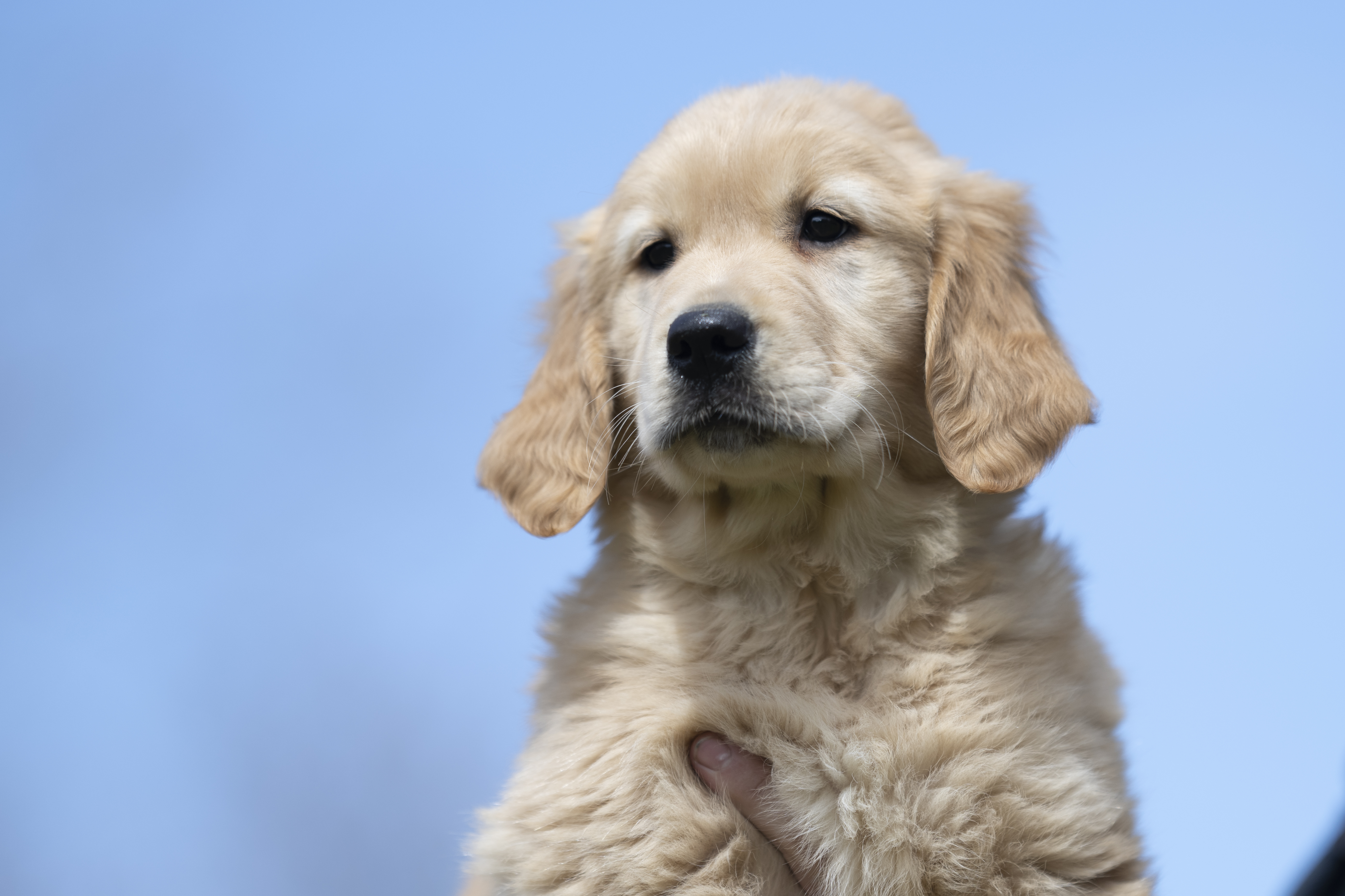 Puppies — WhiteRed Pups022