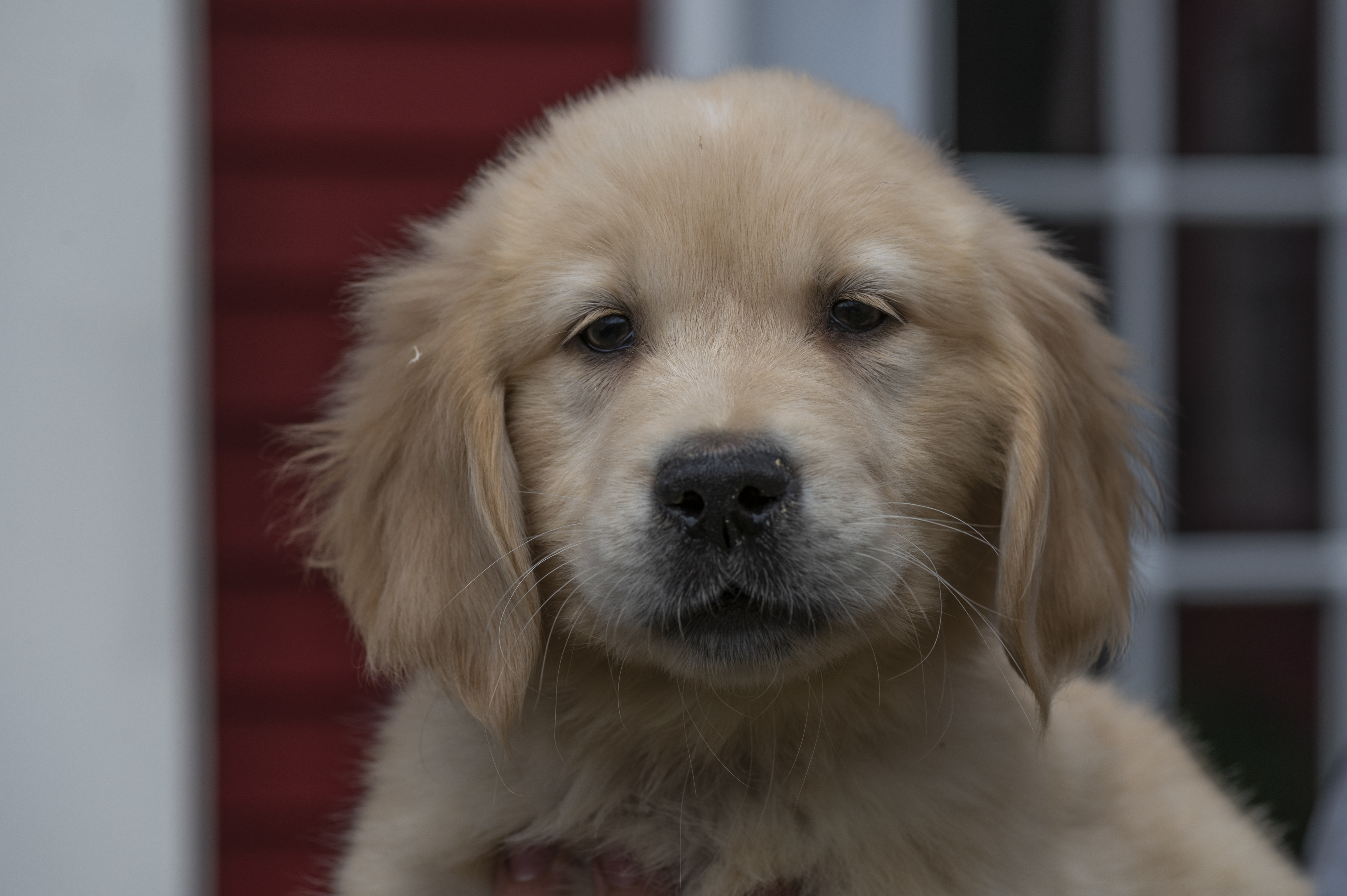 Puppies — BR Butter01