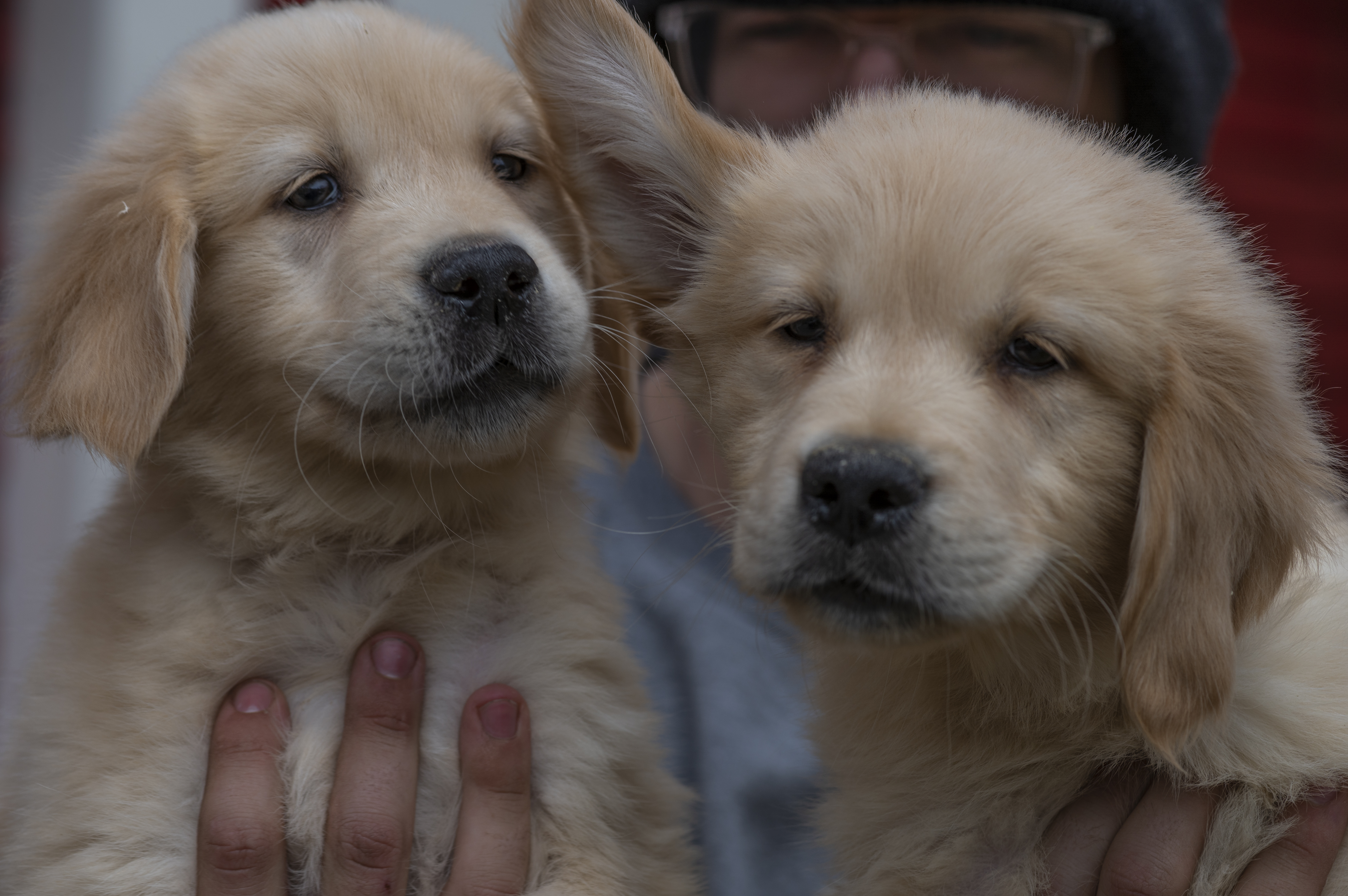 Puppies — BR Butter10