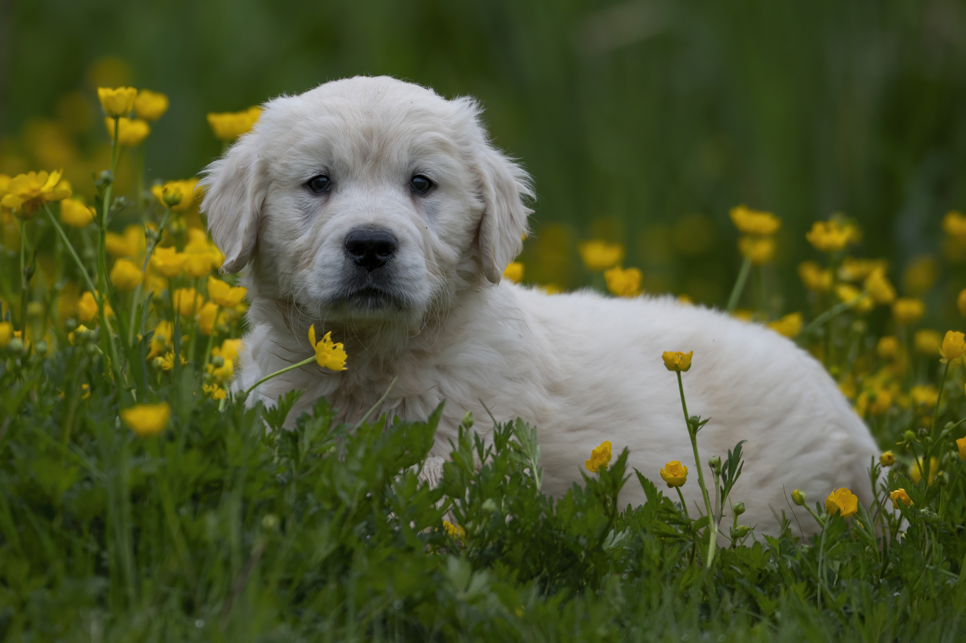 Puppies — RedWhitePups016 f