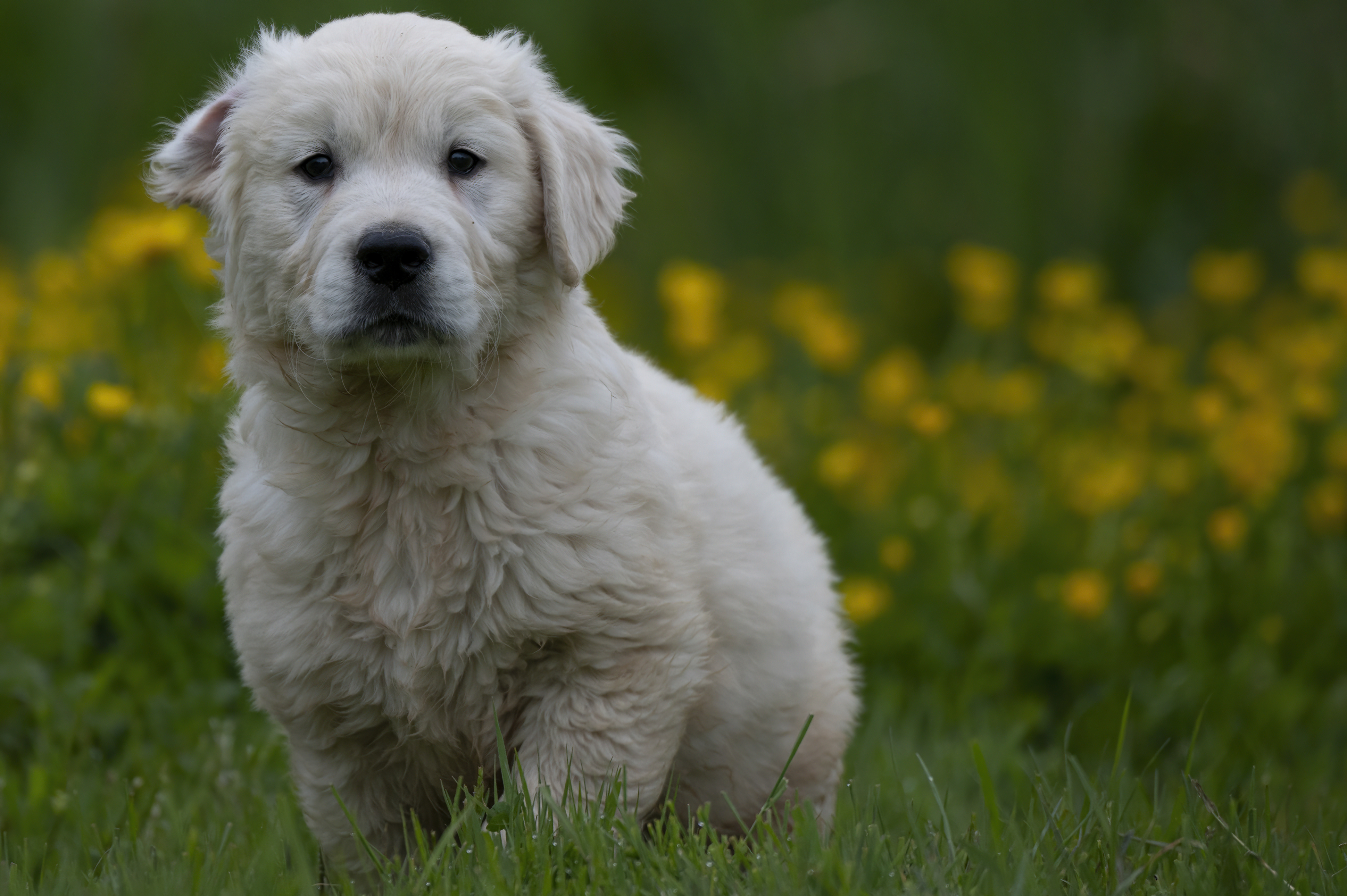 Puppies — RedWhitePups038 f