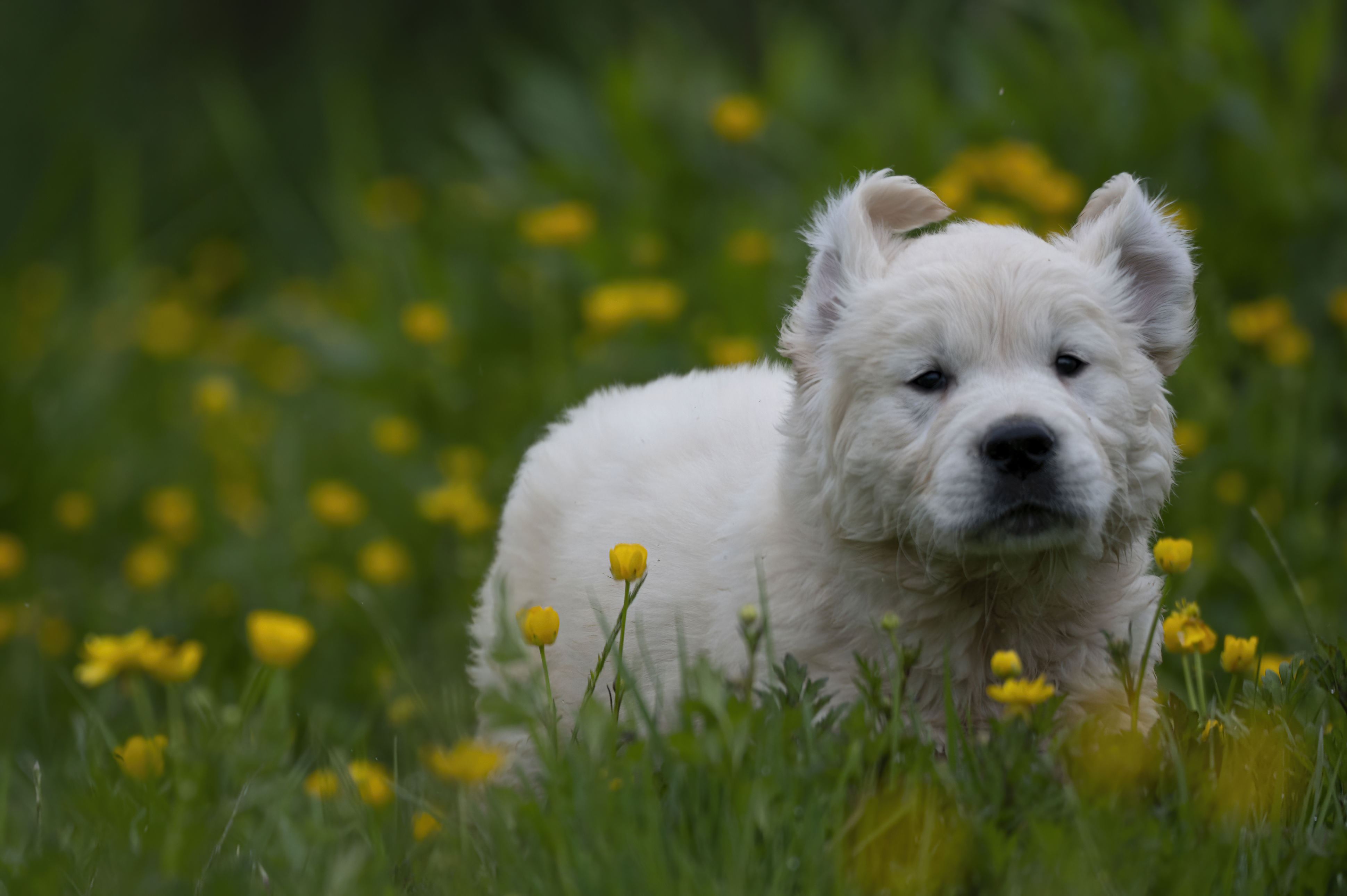 Red and white Golden Retriever puppies together