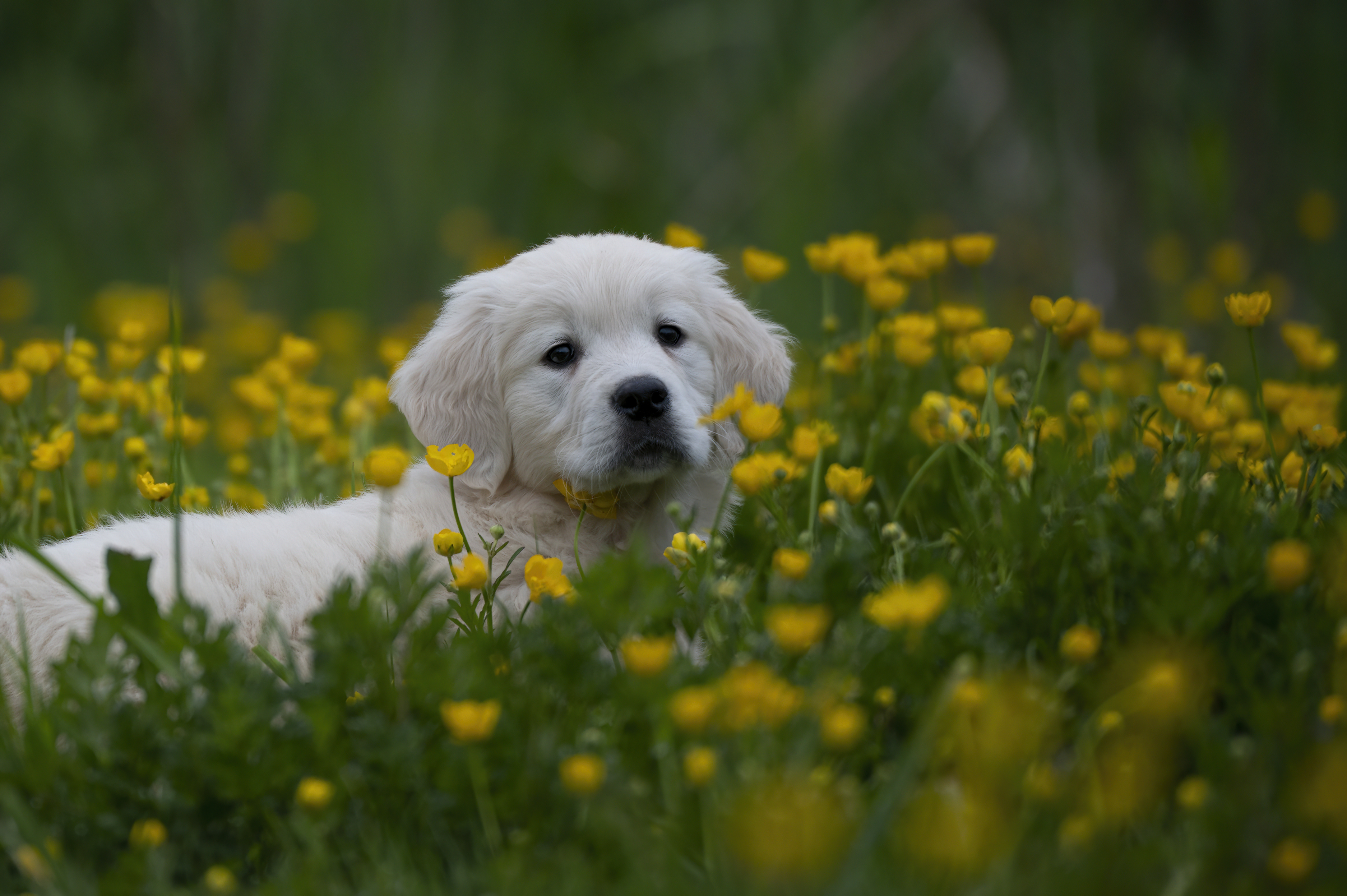 Puppies — RedWhitePups133 f