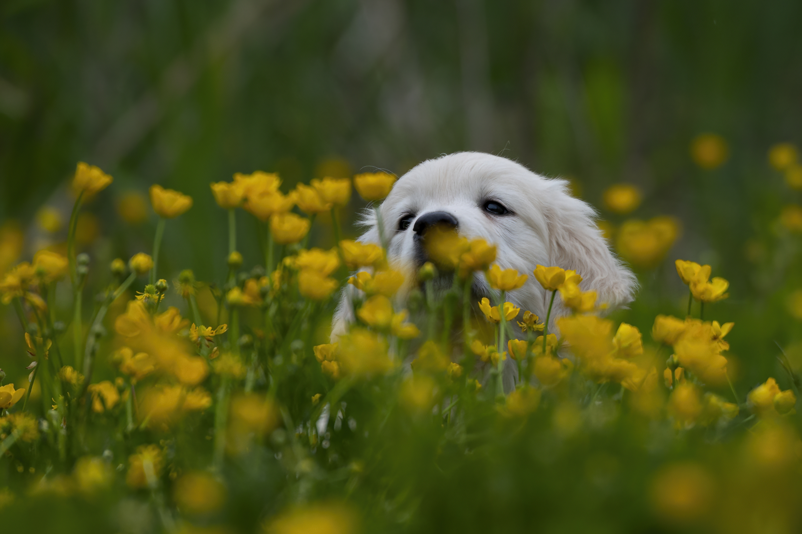Puppies — RedWhitePups158 f