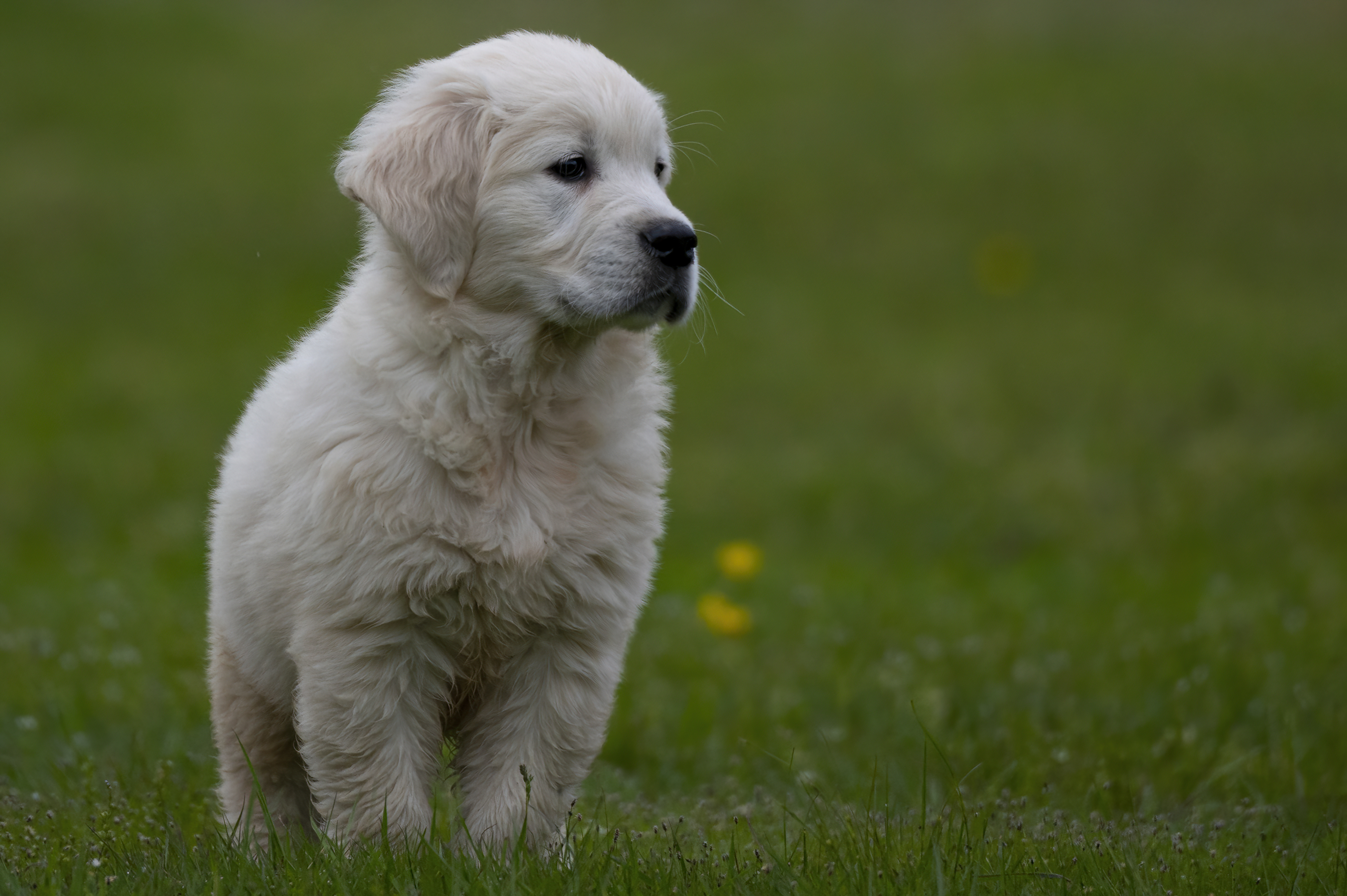 Puppies — RedWhitePups207 f