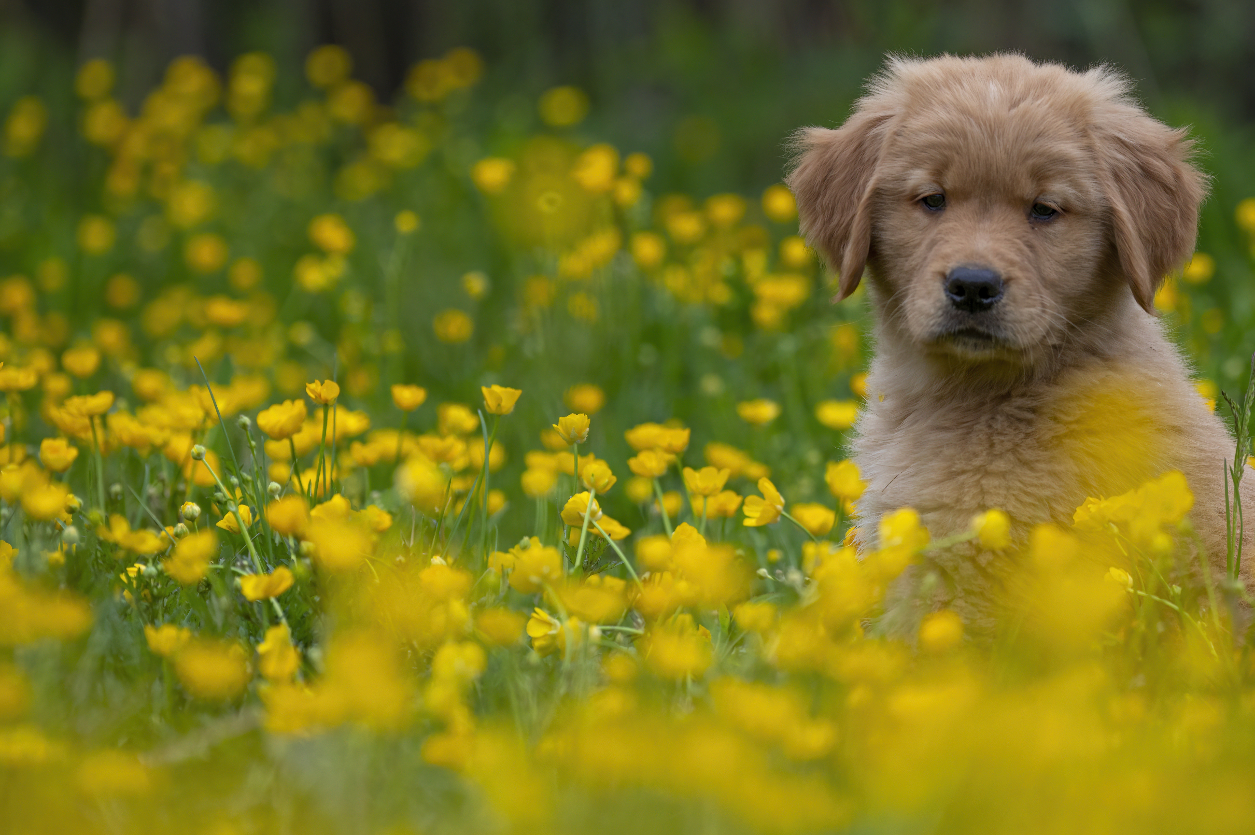 Puppies — RedWhitePups2690 f