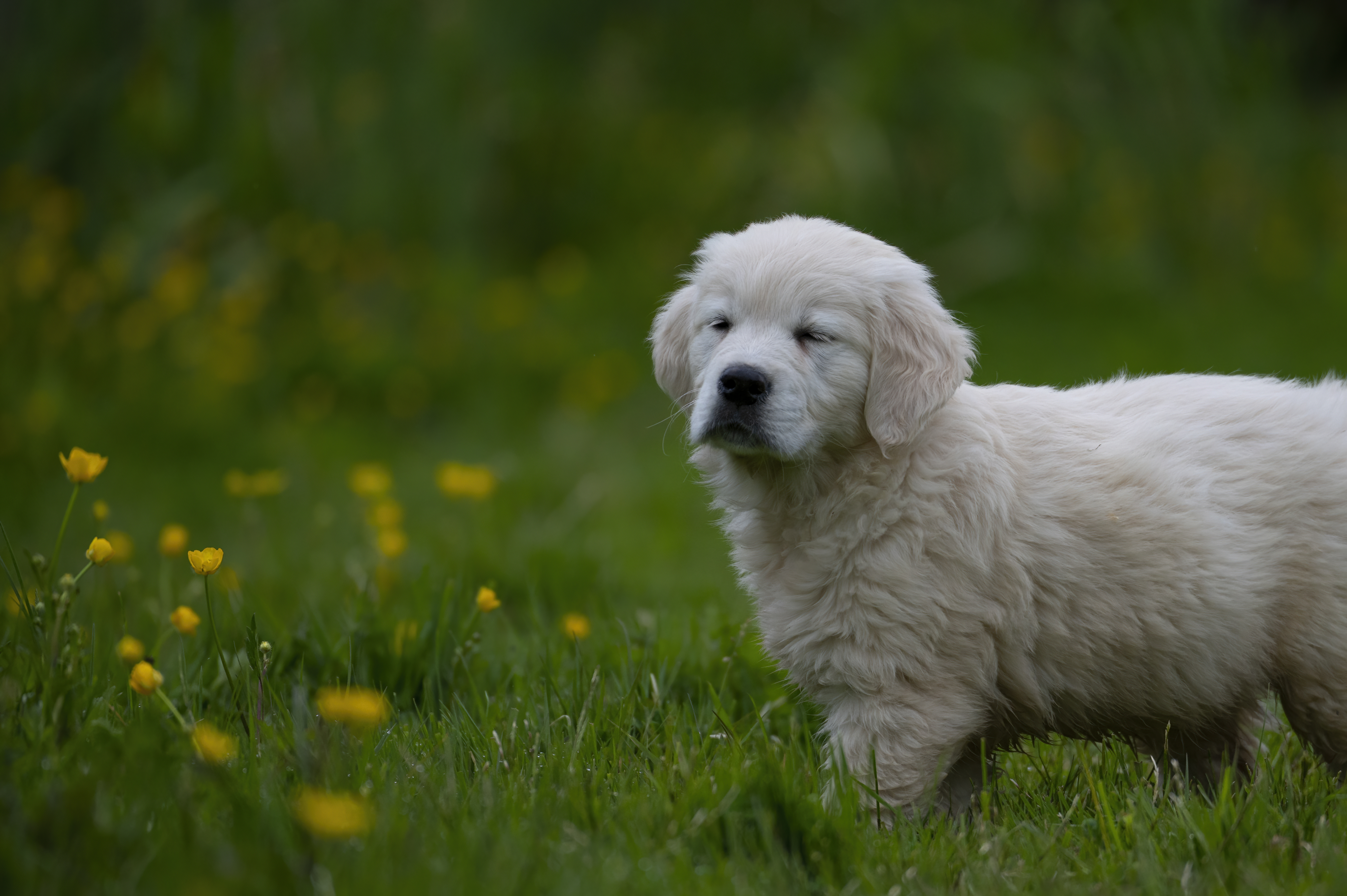 Puppies — RedWhitePups270 f