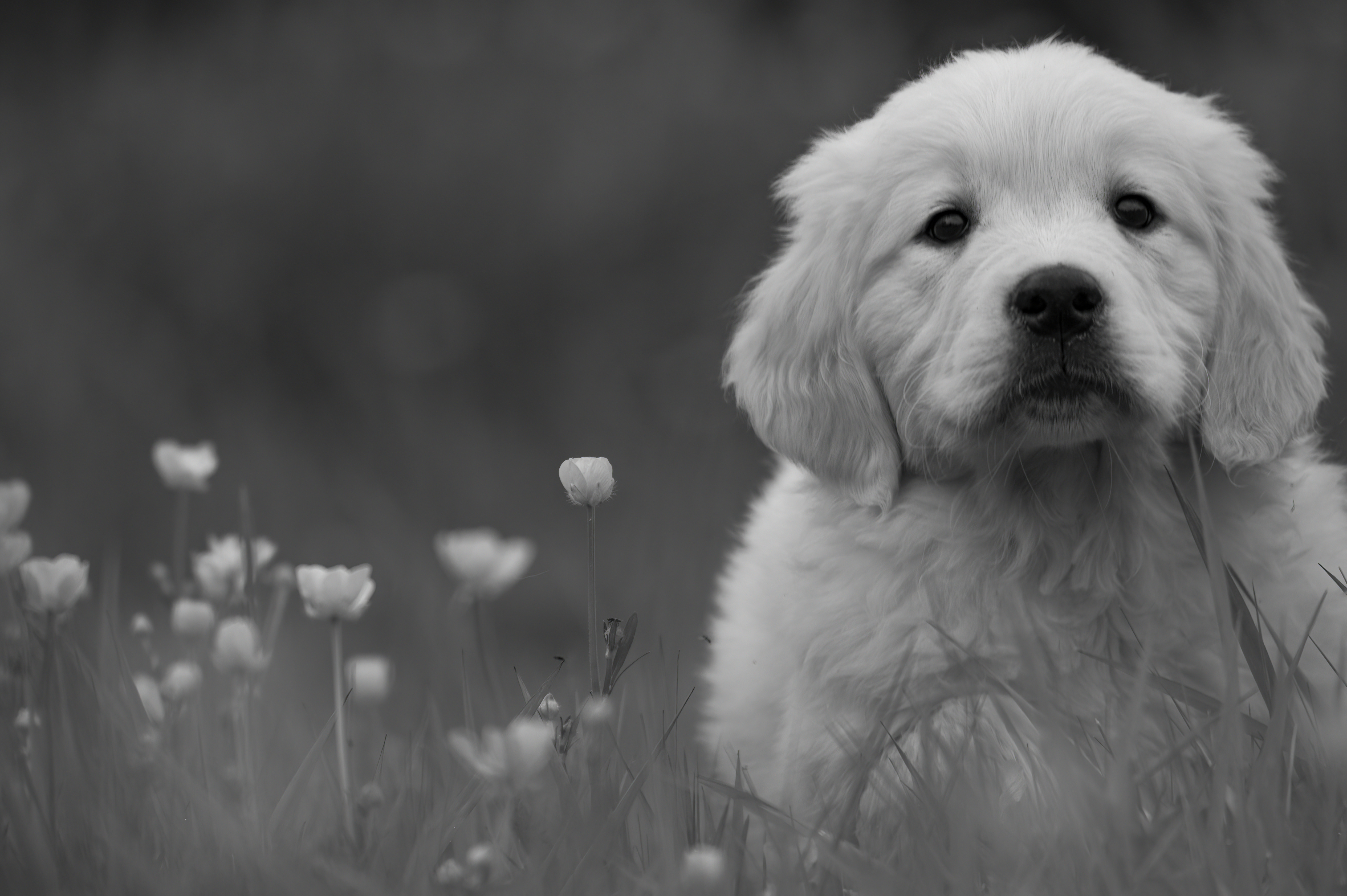 Puppies — RedWhitePups388 f