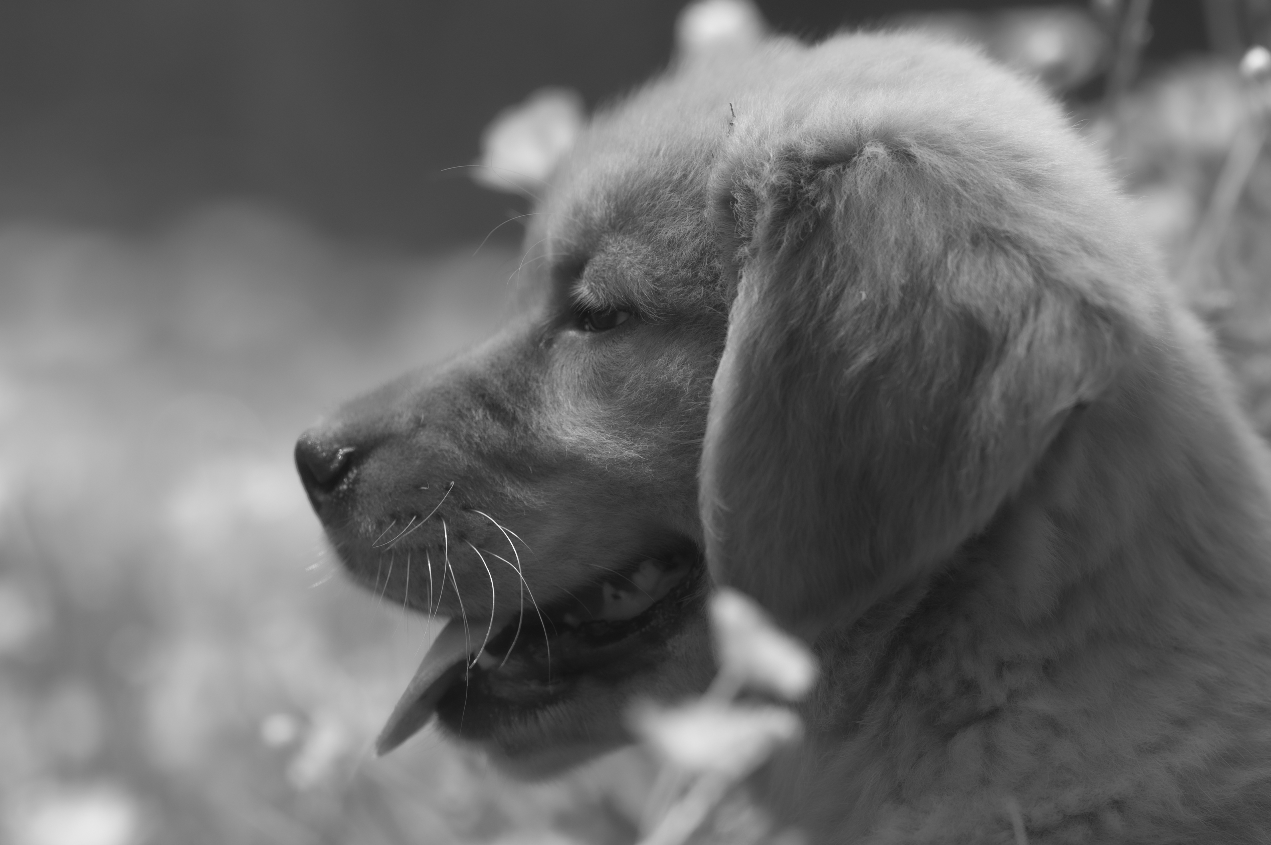 Puppies — RedPup189