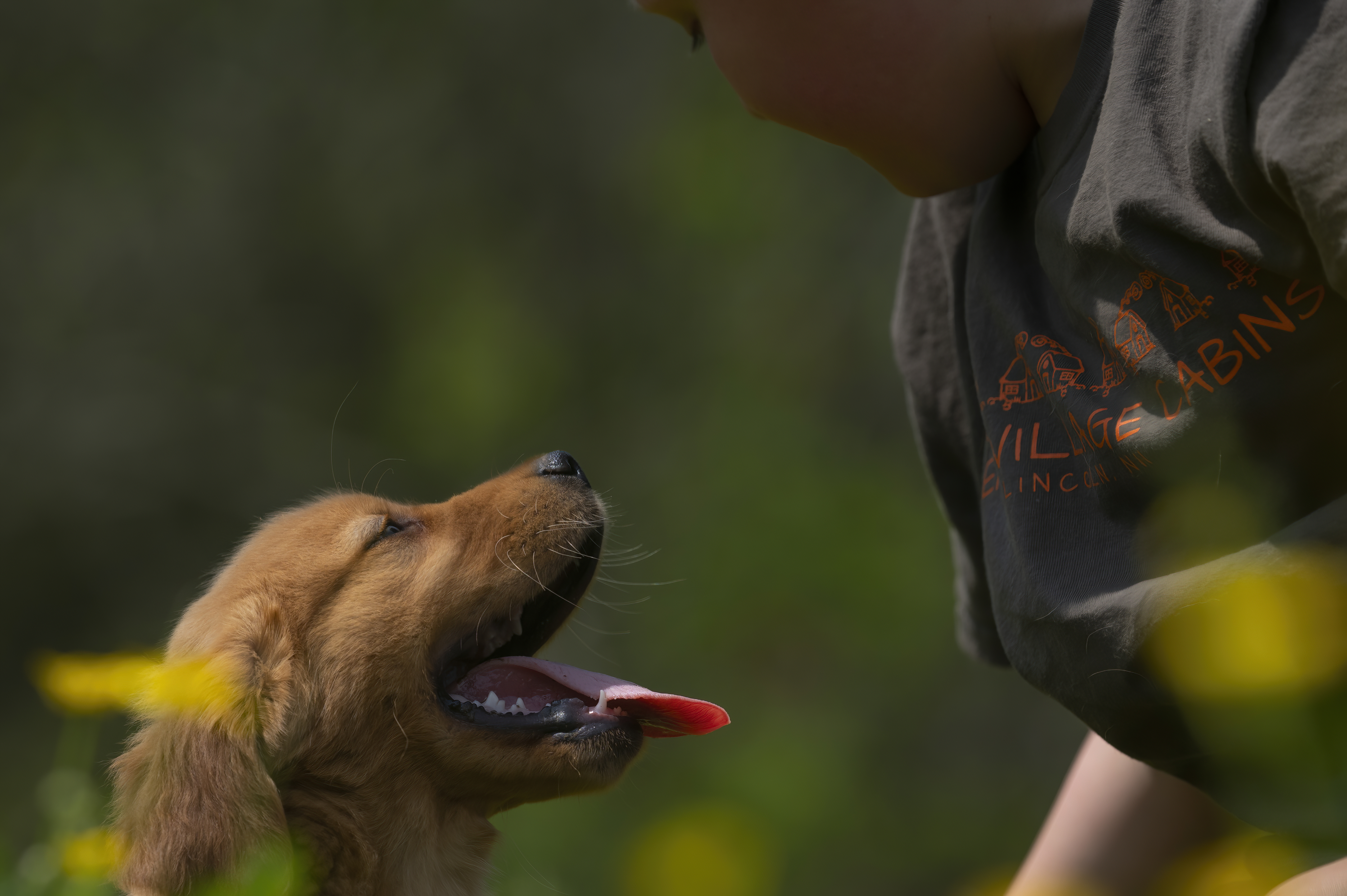 Puppies — RedPup300 f