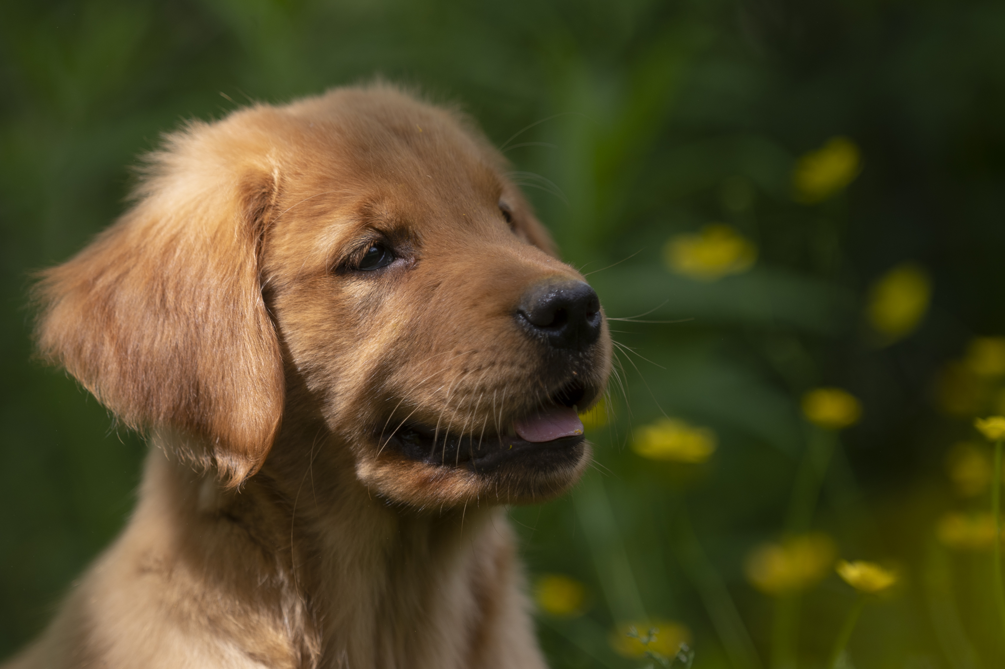 Puppies — RedPups069