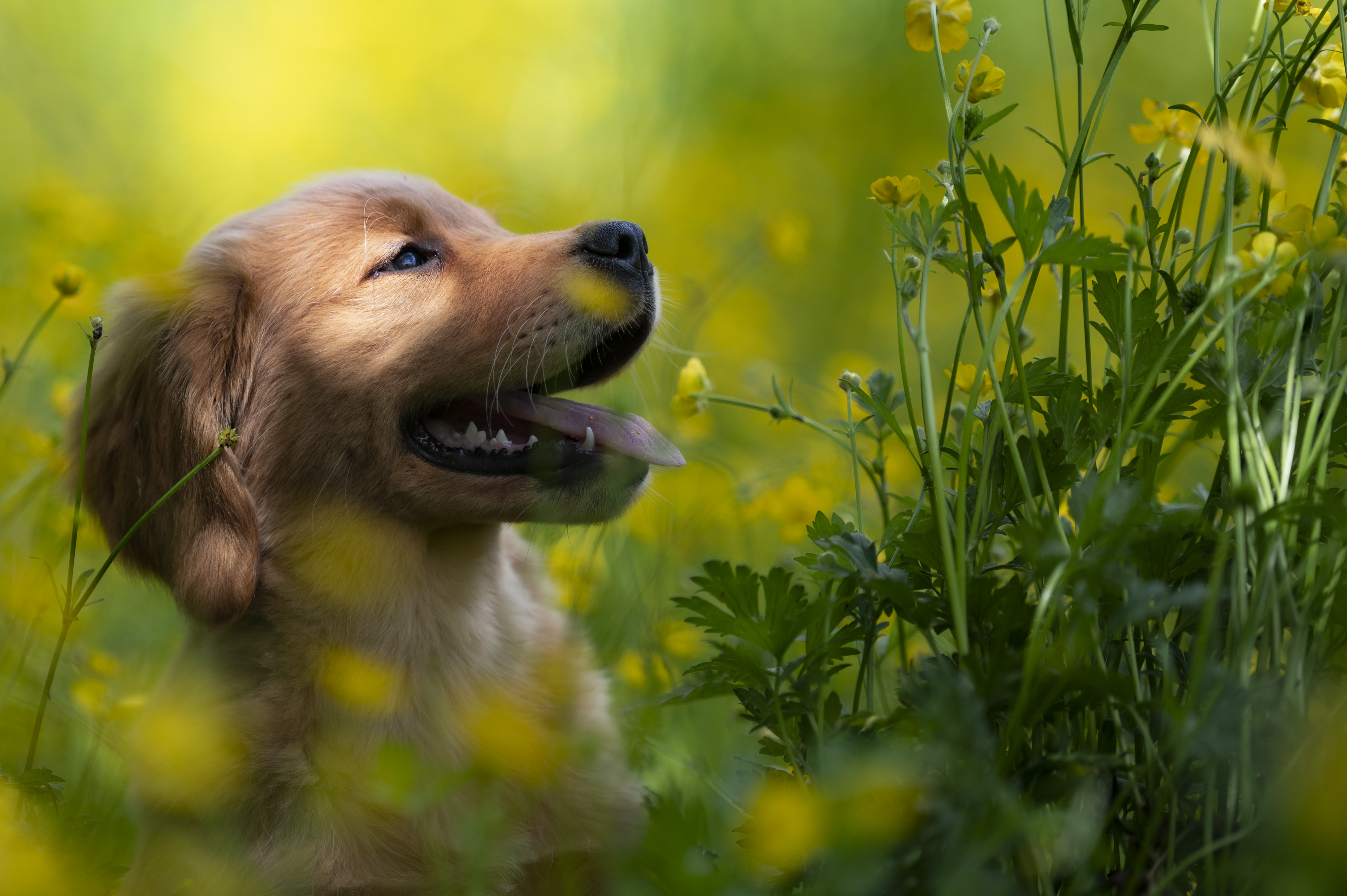 Puppies — RedPups121