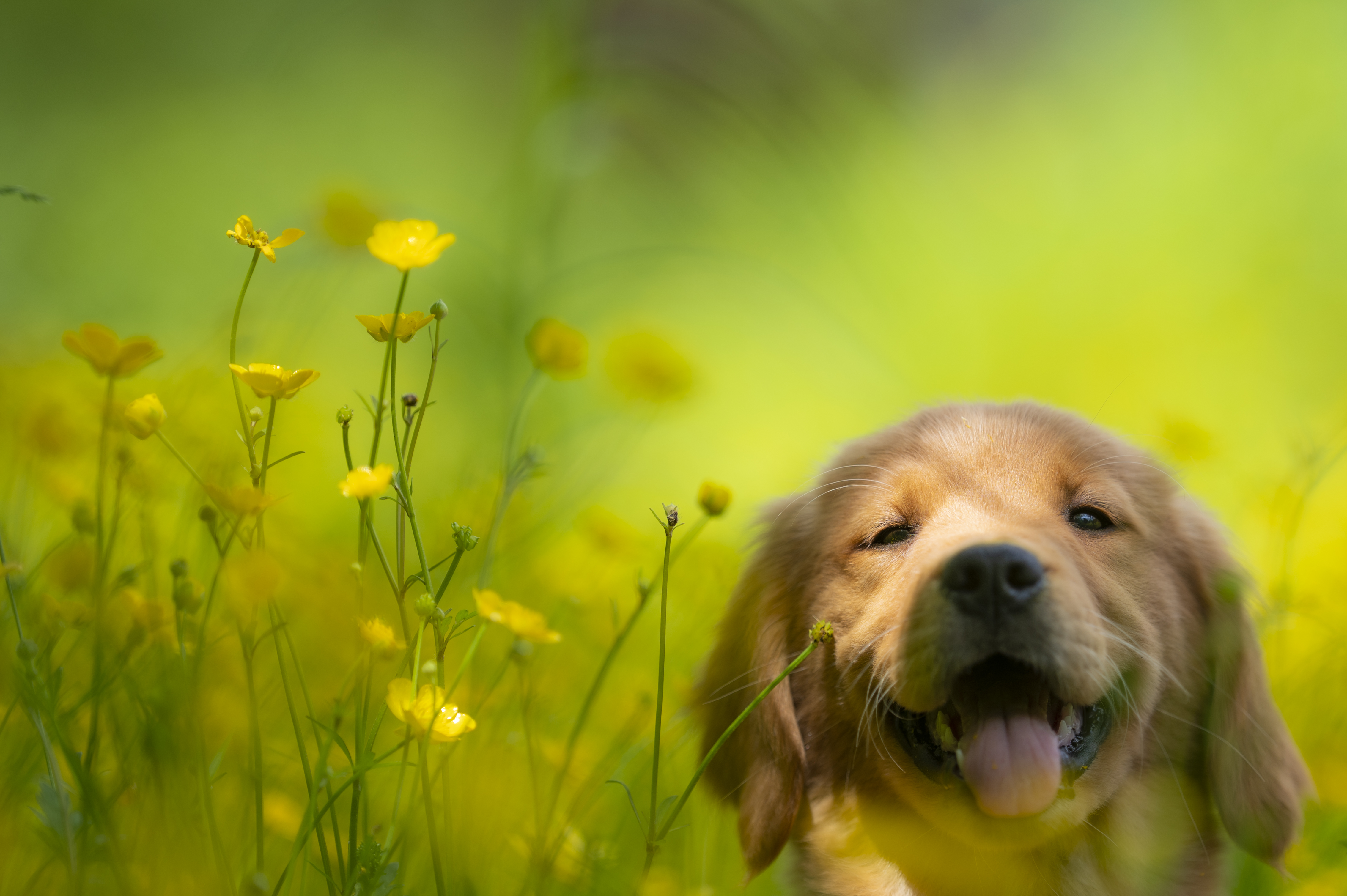 Puppies — RedPups132