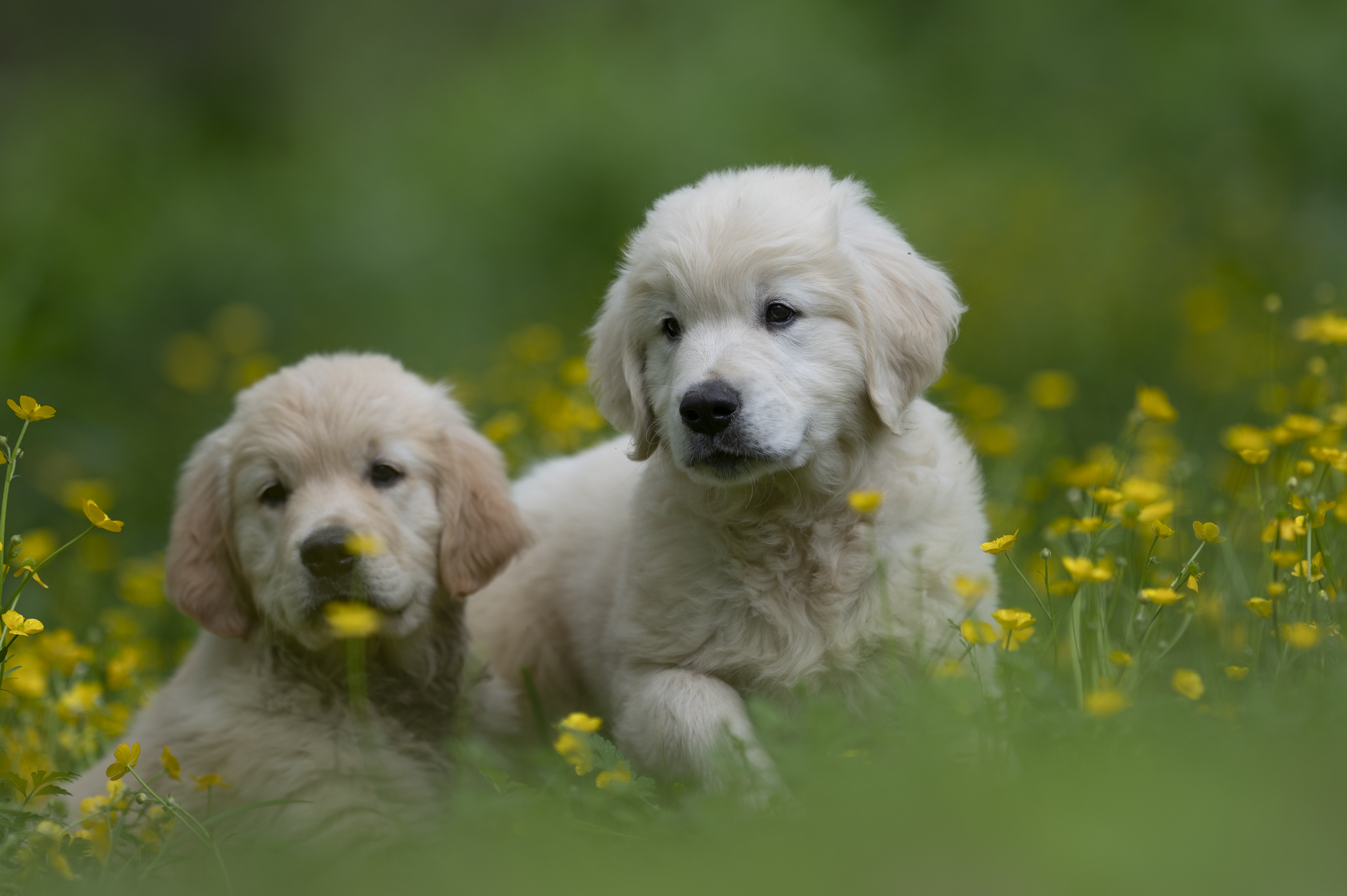 Puppies — WhiteYels091