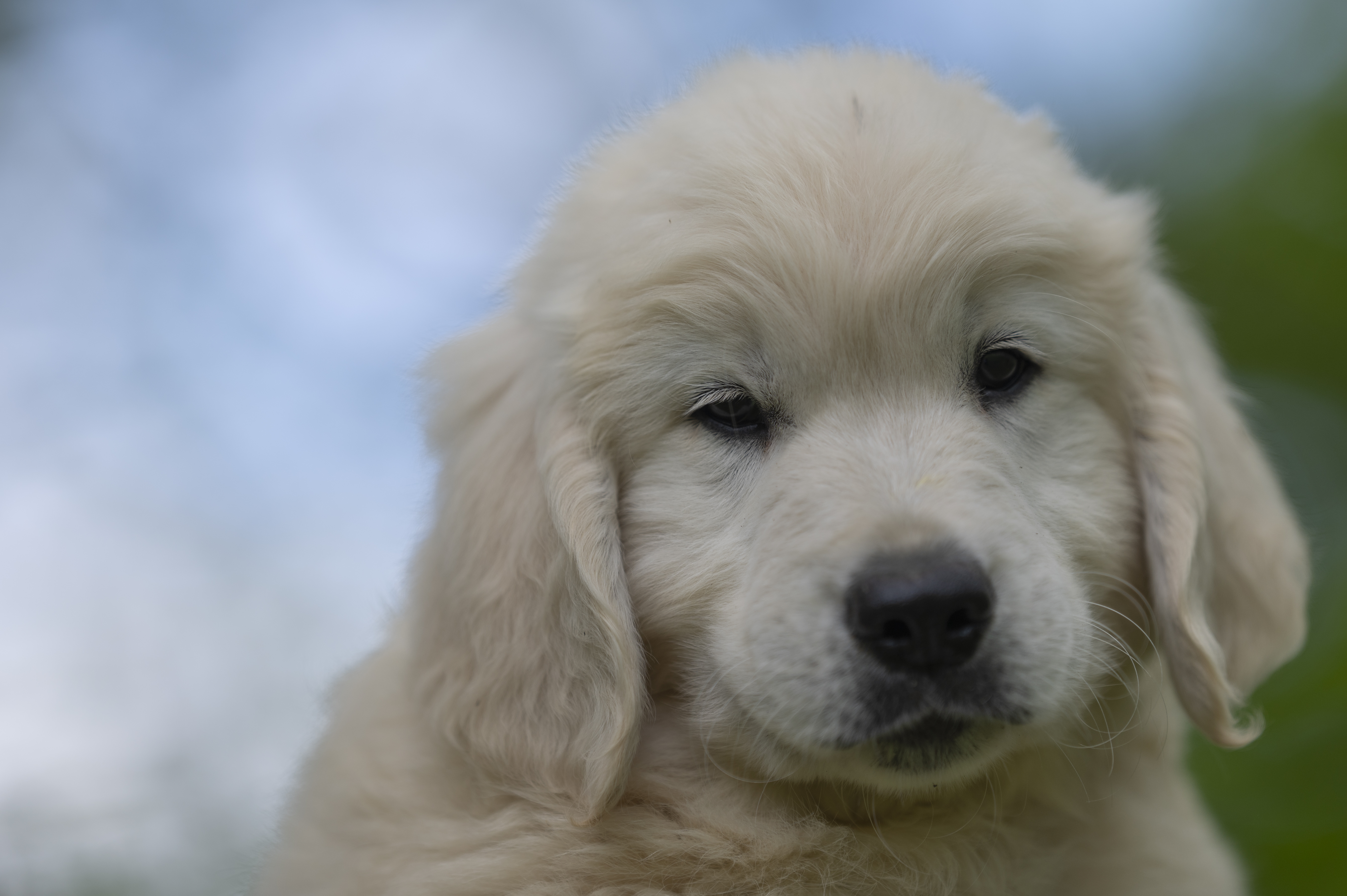 Puppies — WhiteYels238