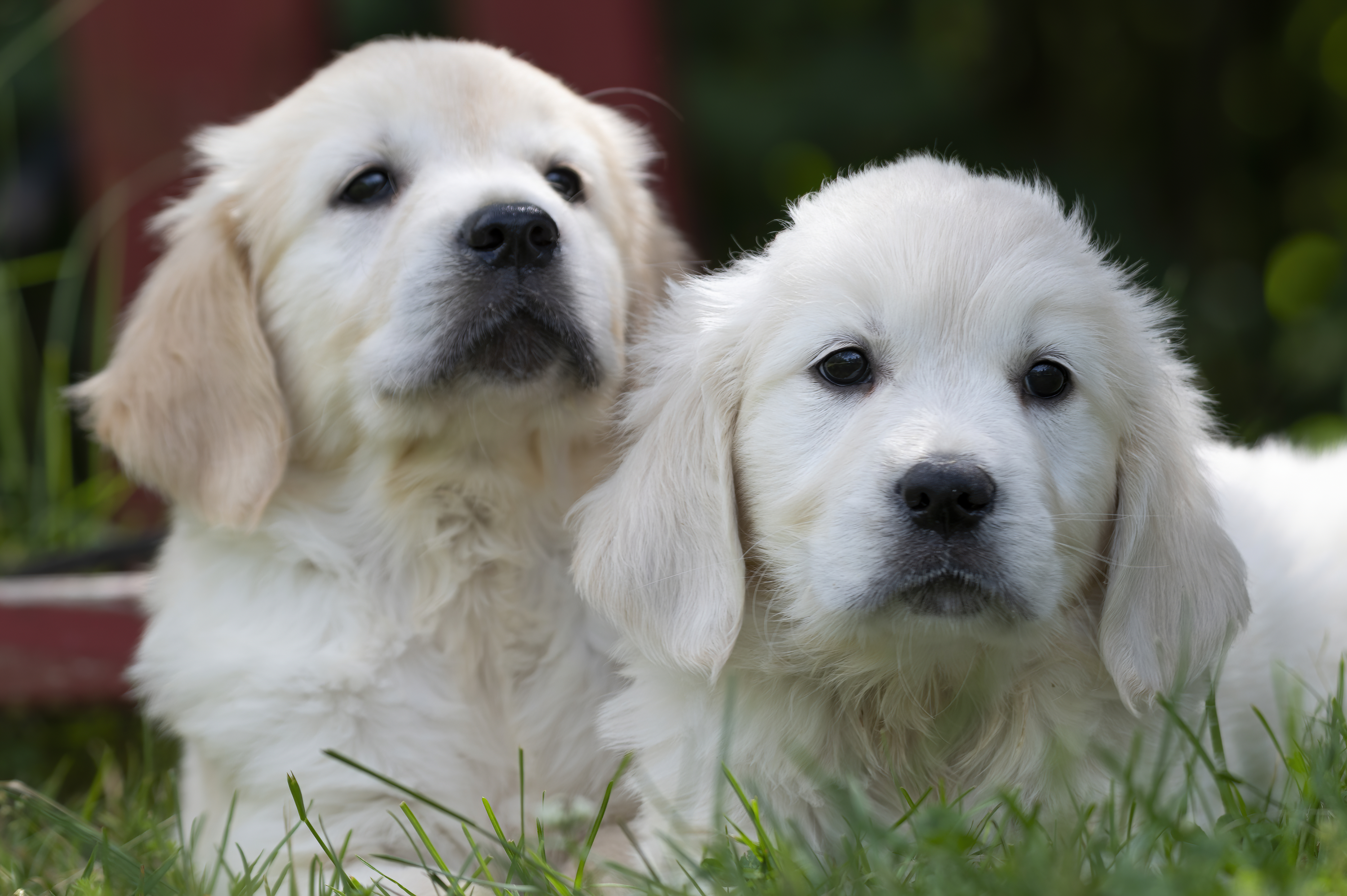 Puppies — DukeWhites008 f