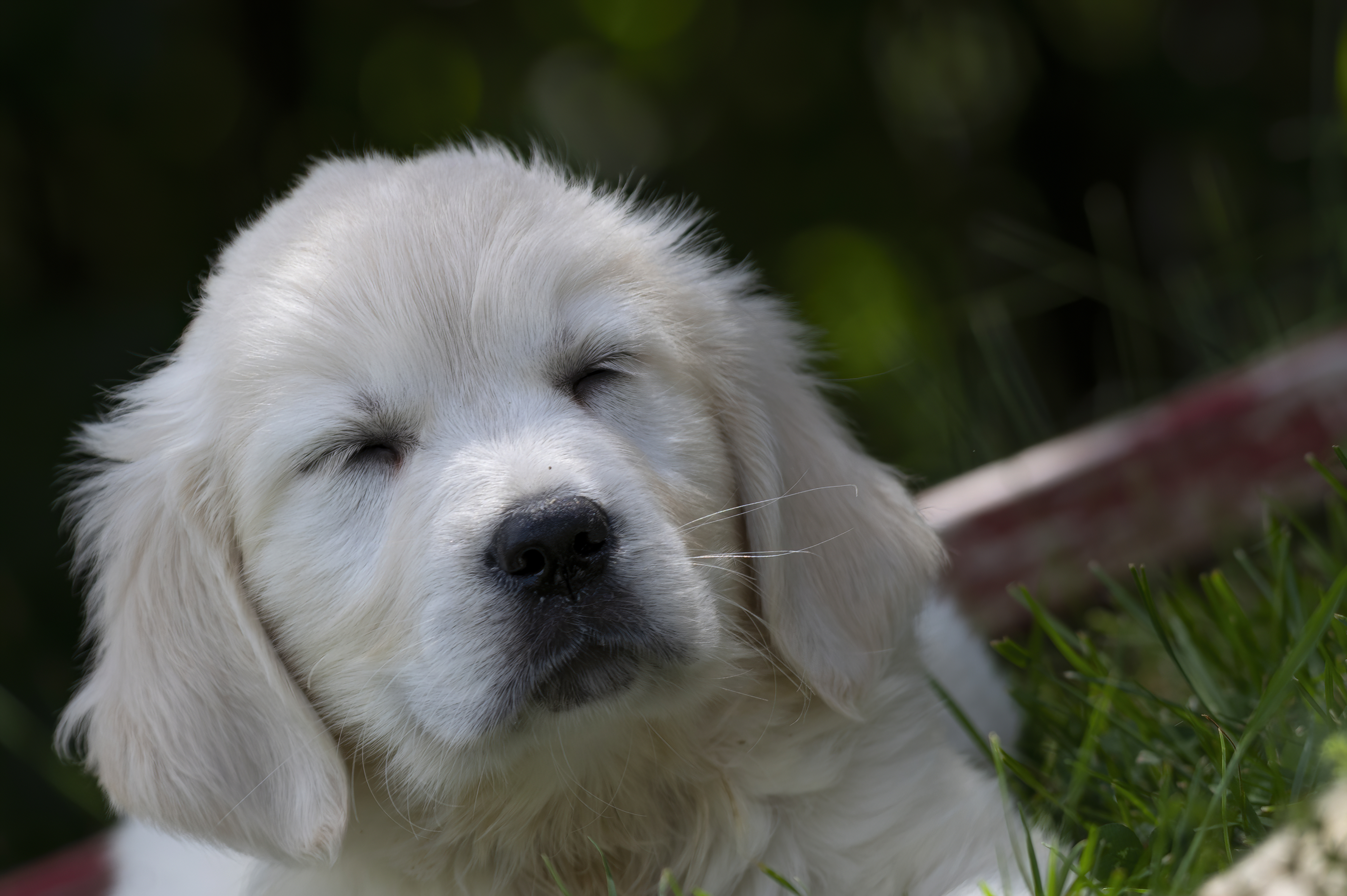 Puppies — DukeWhites065 f