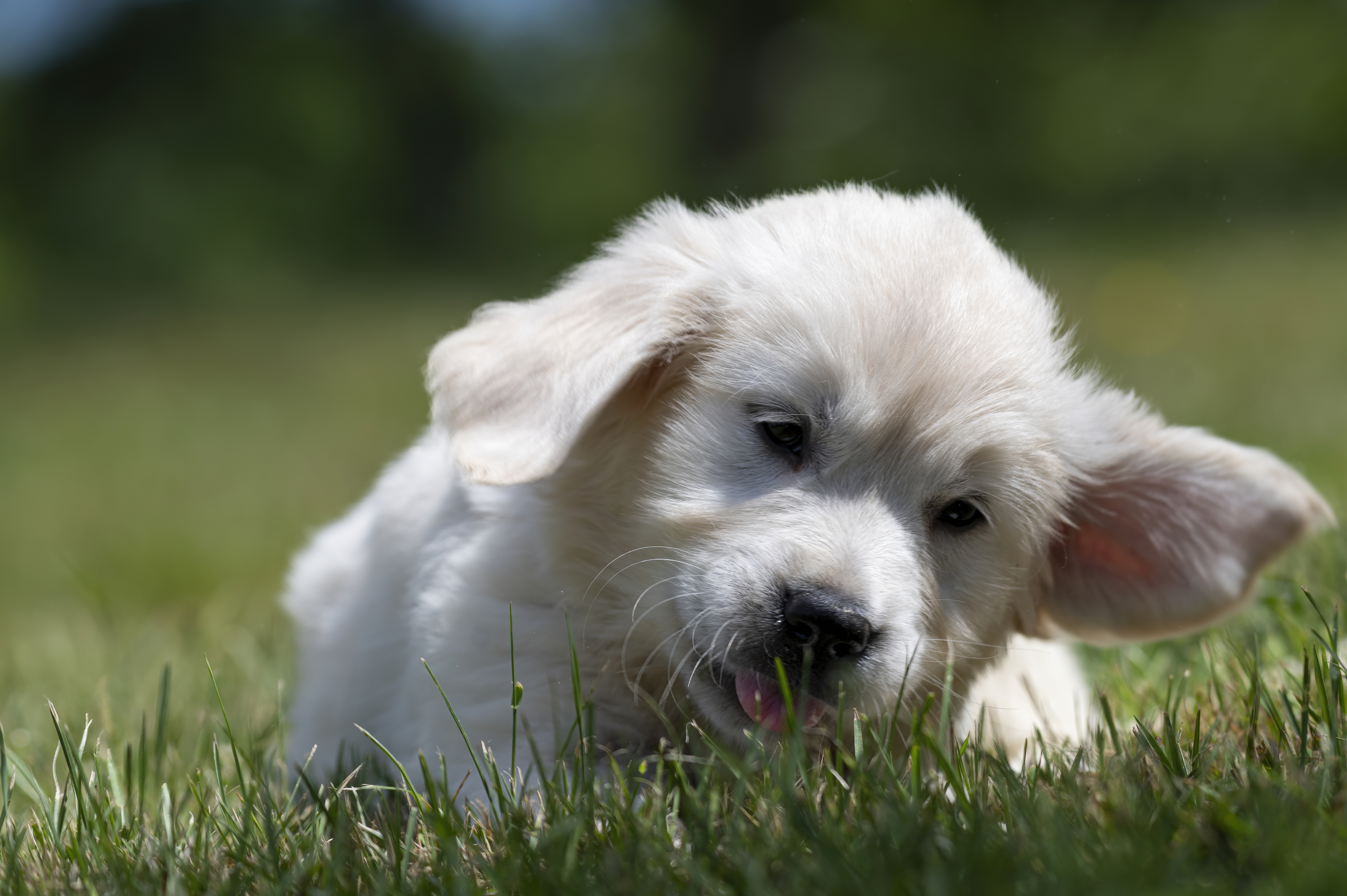 Puppies — DukeWhites170 f