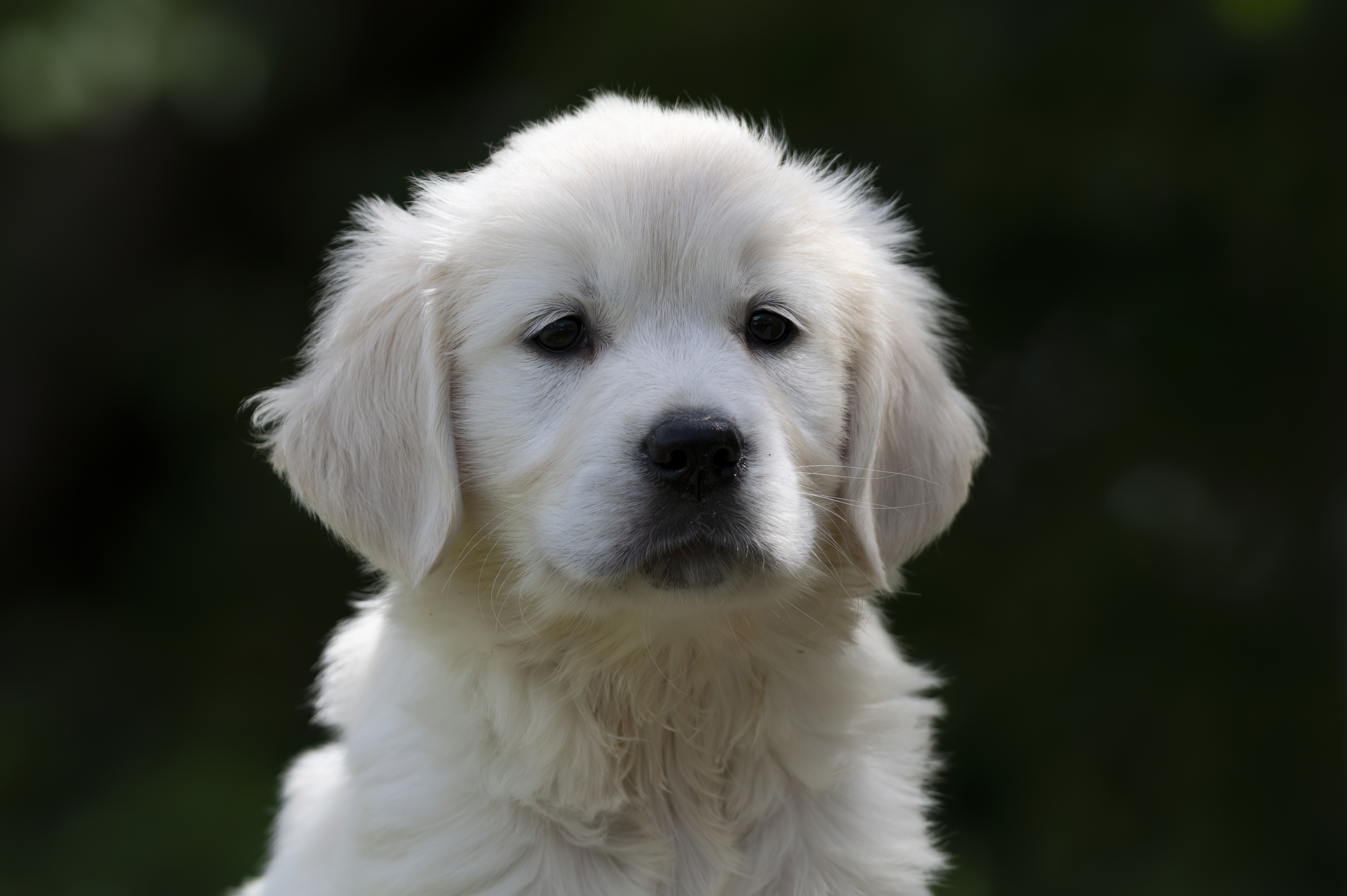 Puppies — DukeWhites239 f