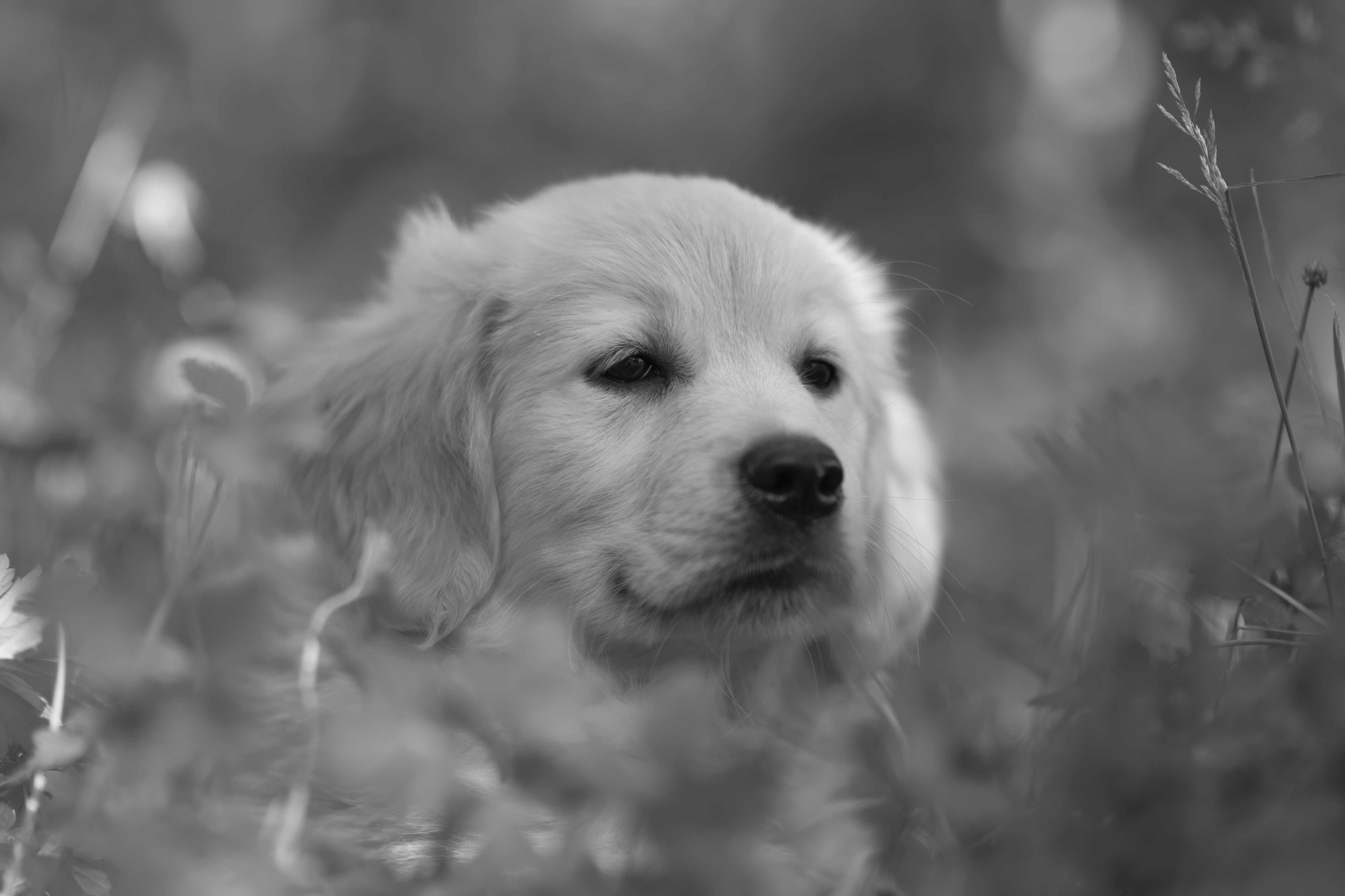 Puppies — WhiYellow 2029 f