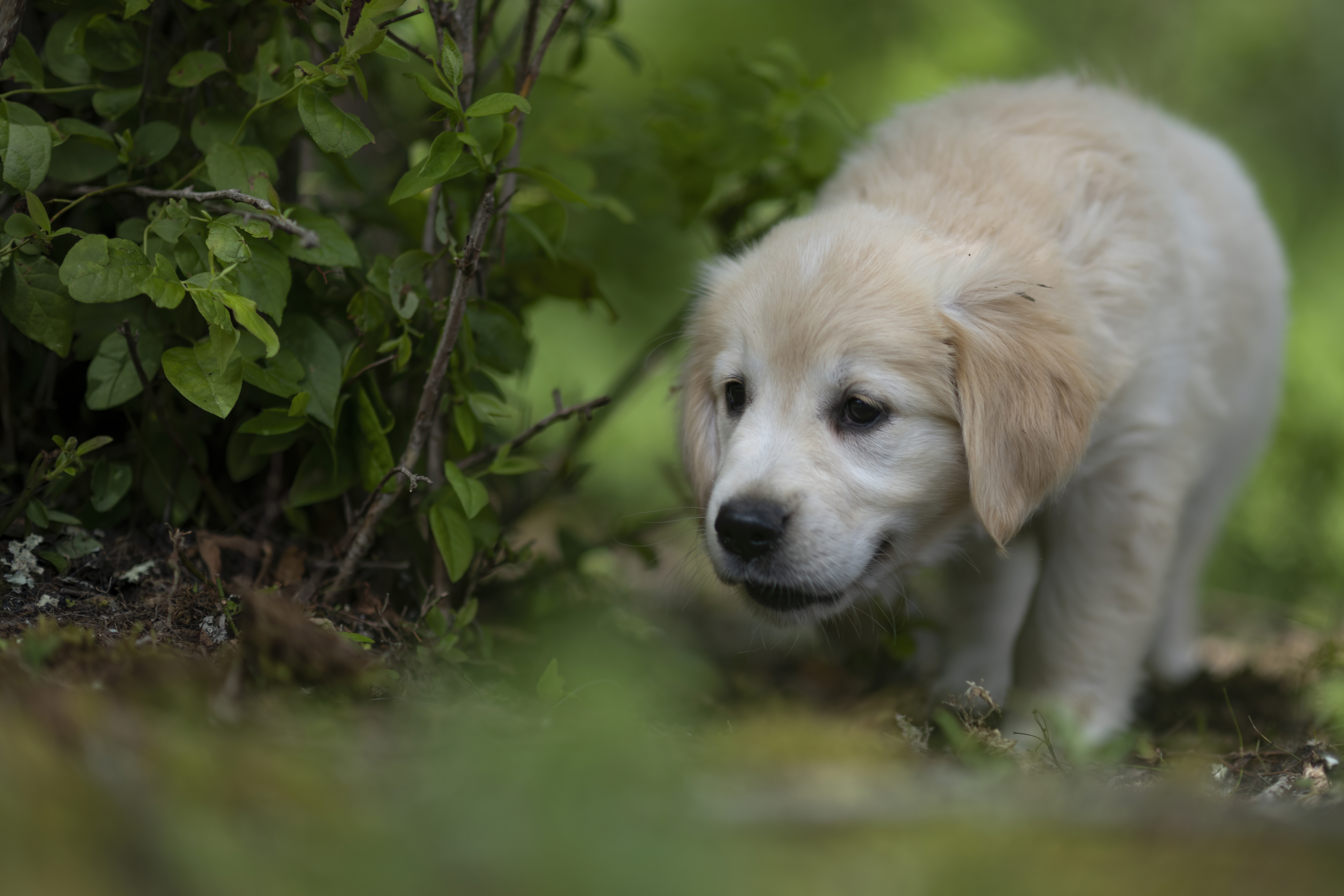 Puppies — WhiYellow 2079 f