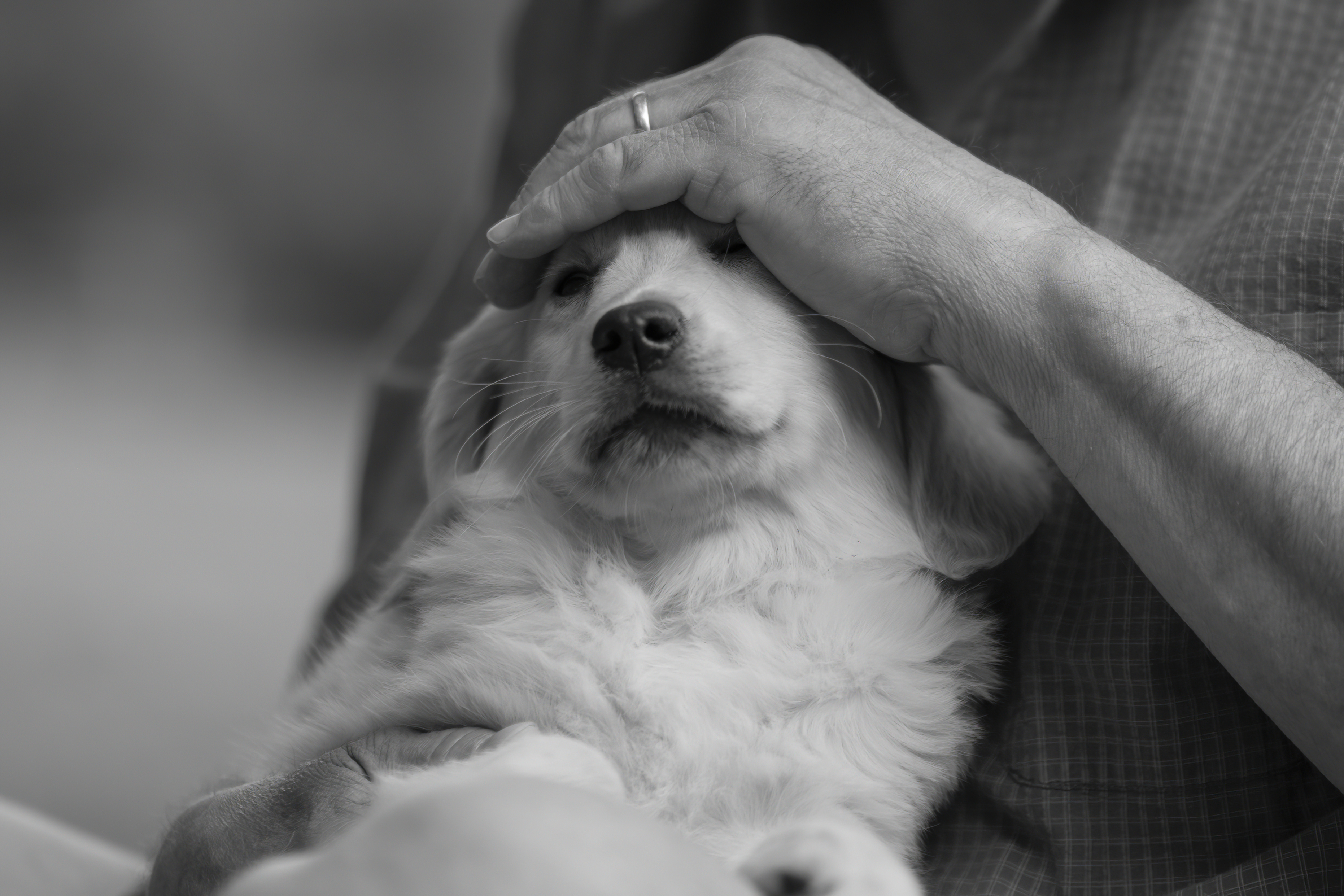 Puppies — WhiYellow 2131 f