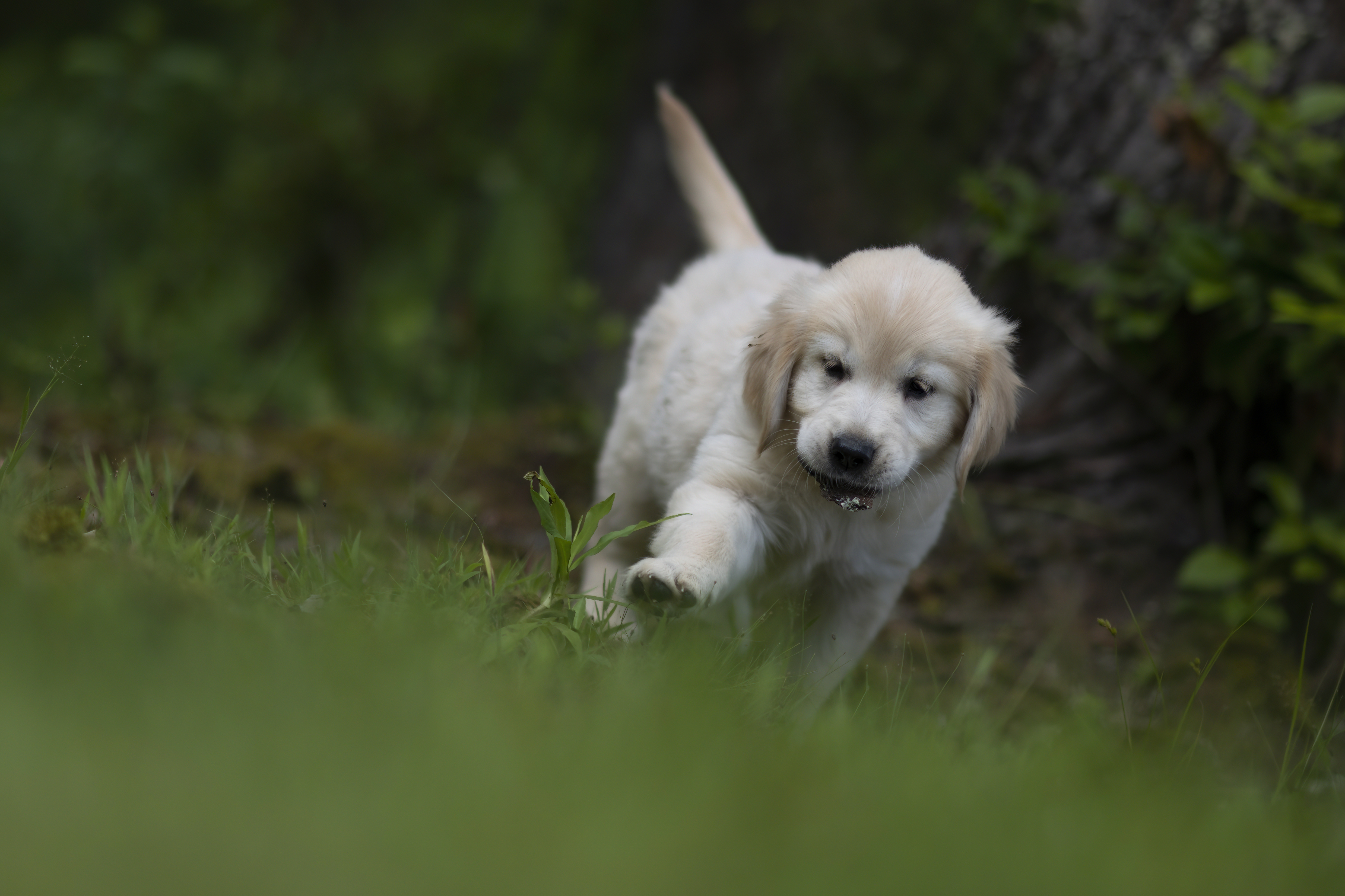 Puppies — WhiYellow 2156 f