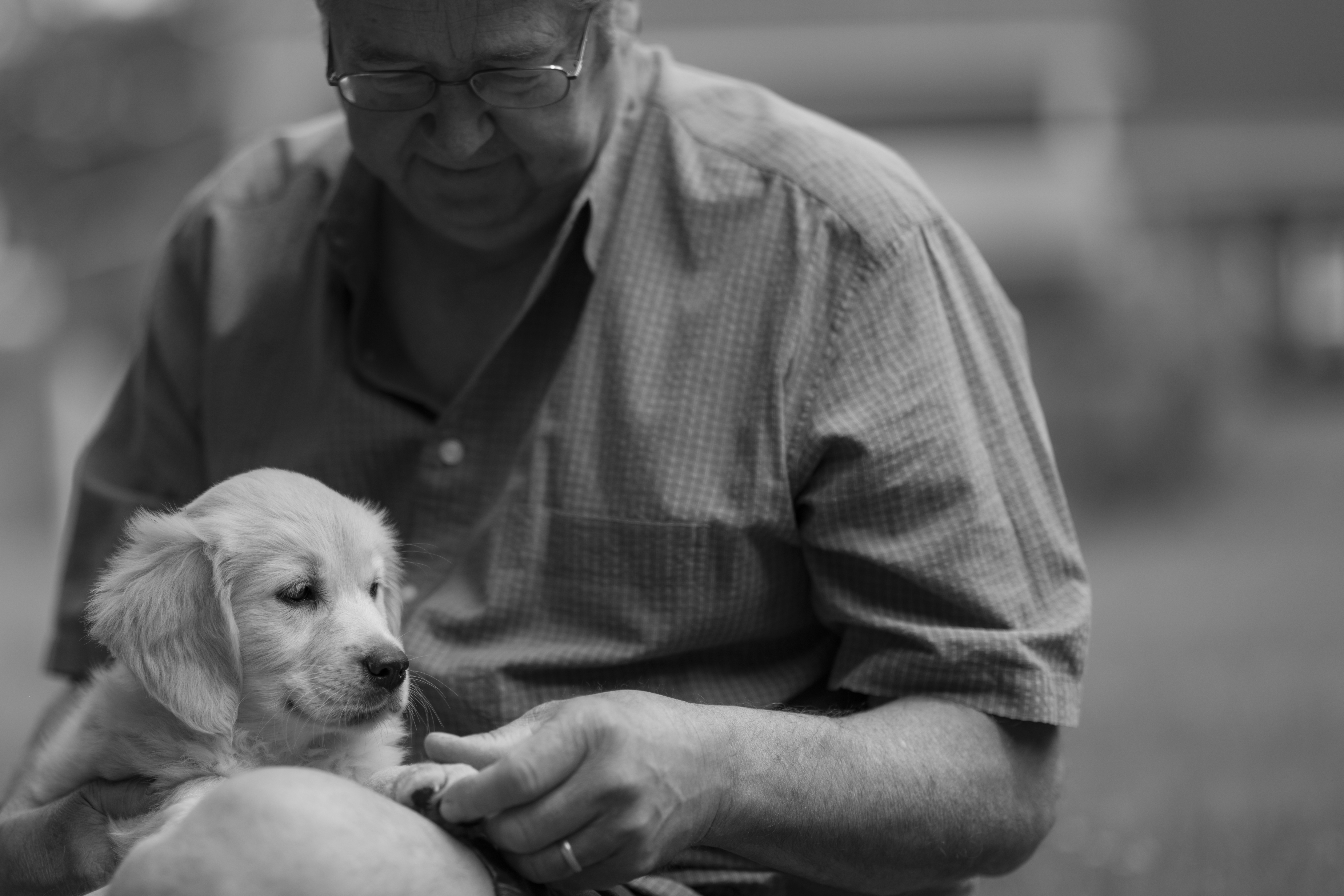 Puppies — WhiYellow 2168