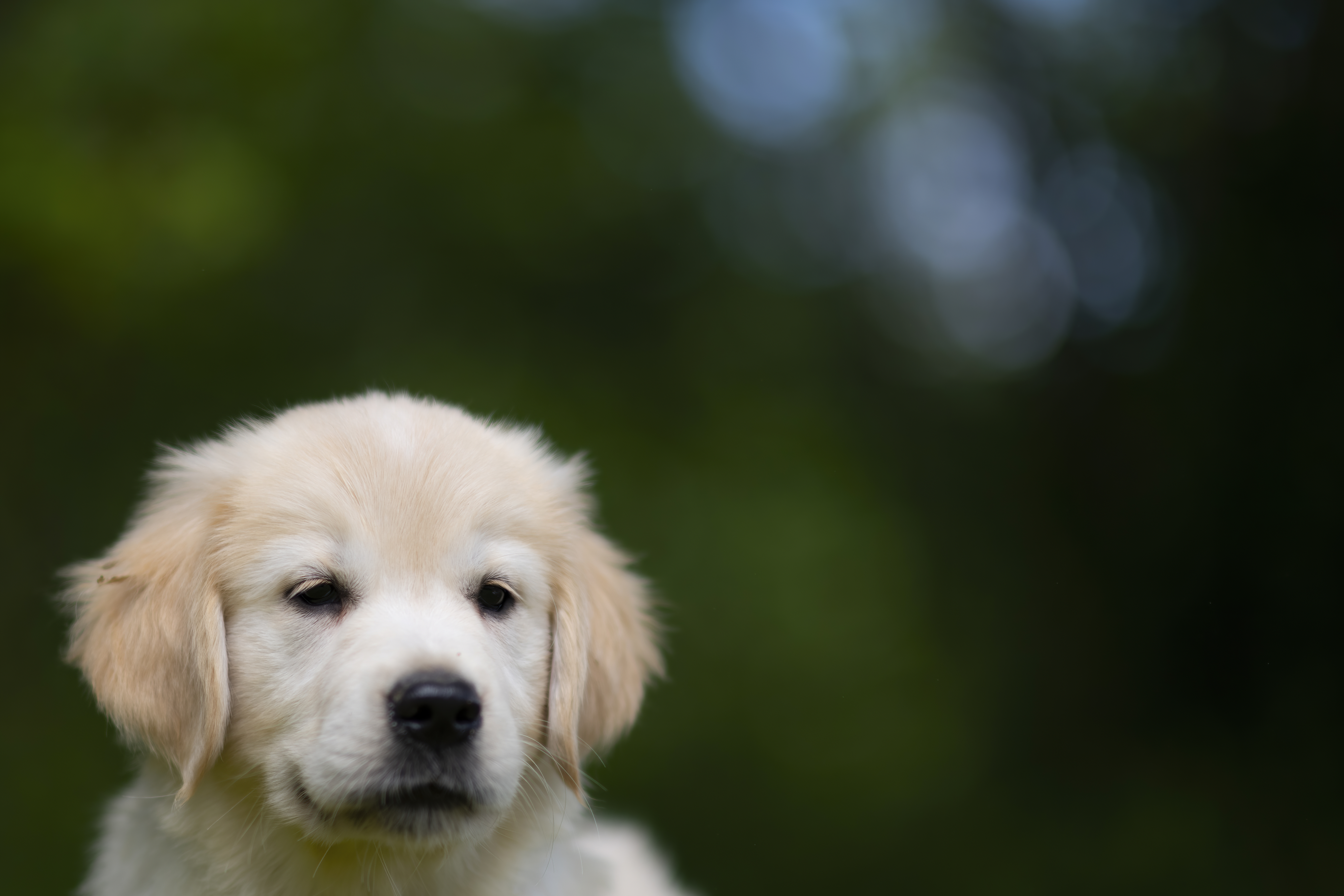 Puppies — WhiYellow 2244 f